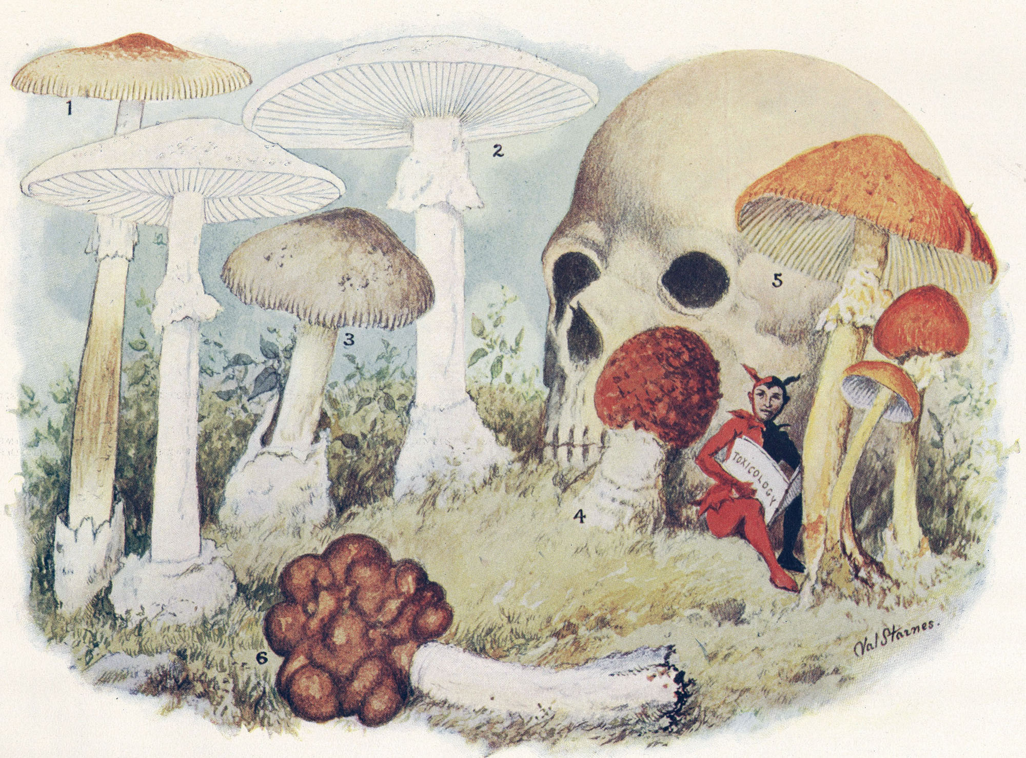 смерть, грибы, токсичны - обои на рабочий стол