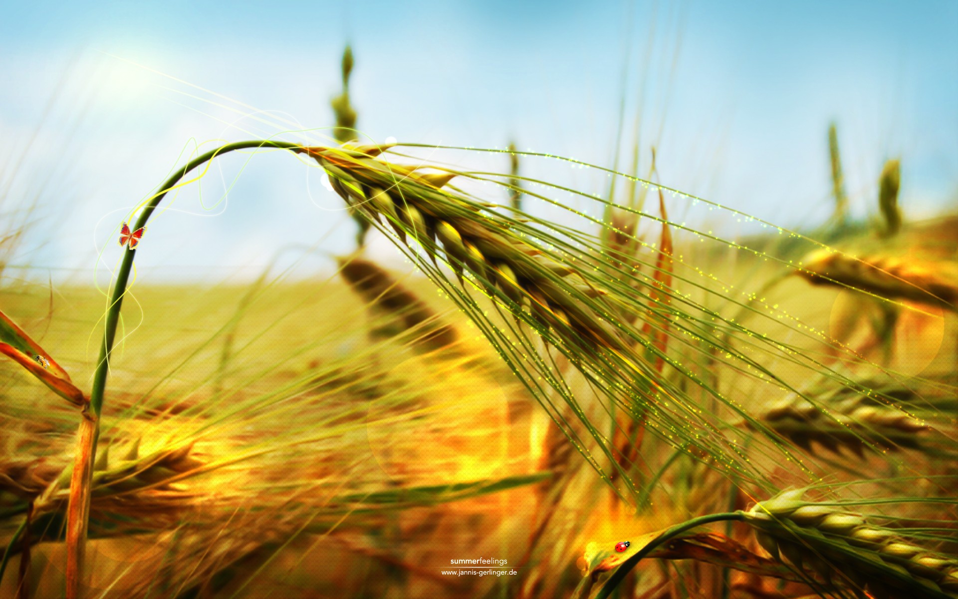 природа, пшеница, колоски - обои на рабочий стол