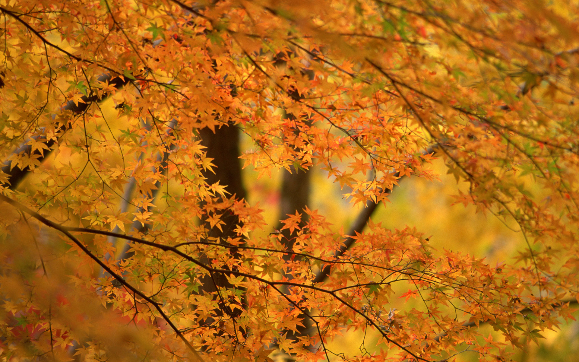 природа, лист, деревья, осень, листья - обои на рабочий стол