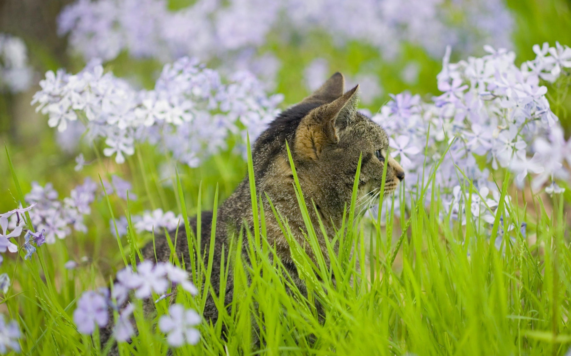 зеленый, цветы, кошки, трава, котята - обои на рабочий стол