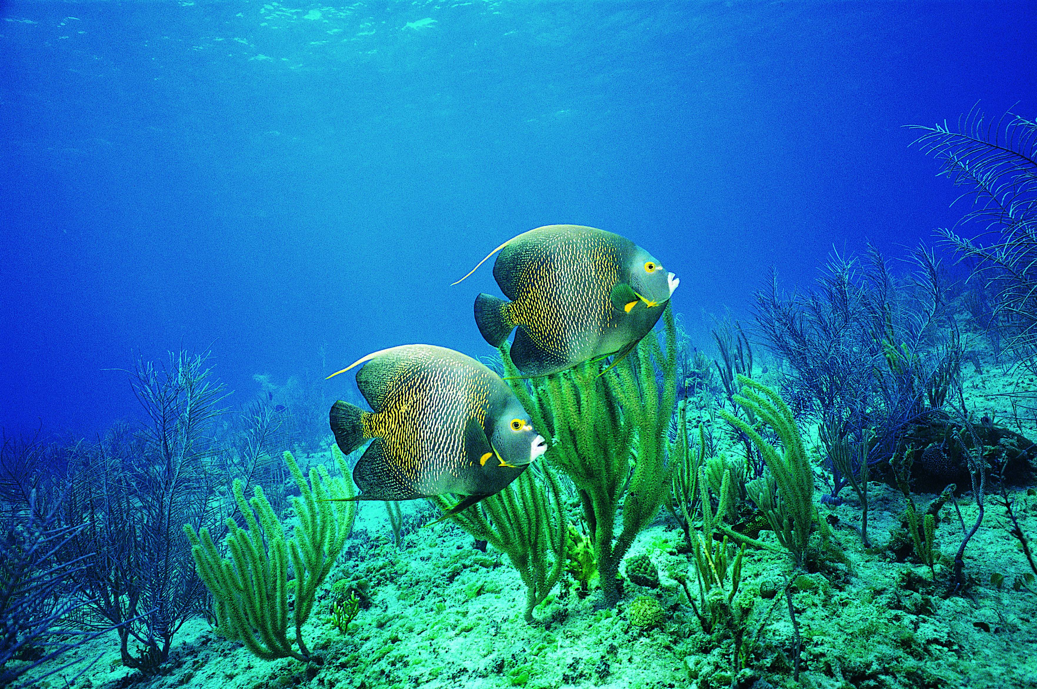 Обитатели рек и океанов. Подводный мир. Рыбы в океане. Речное дно. Рыбы под водой.