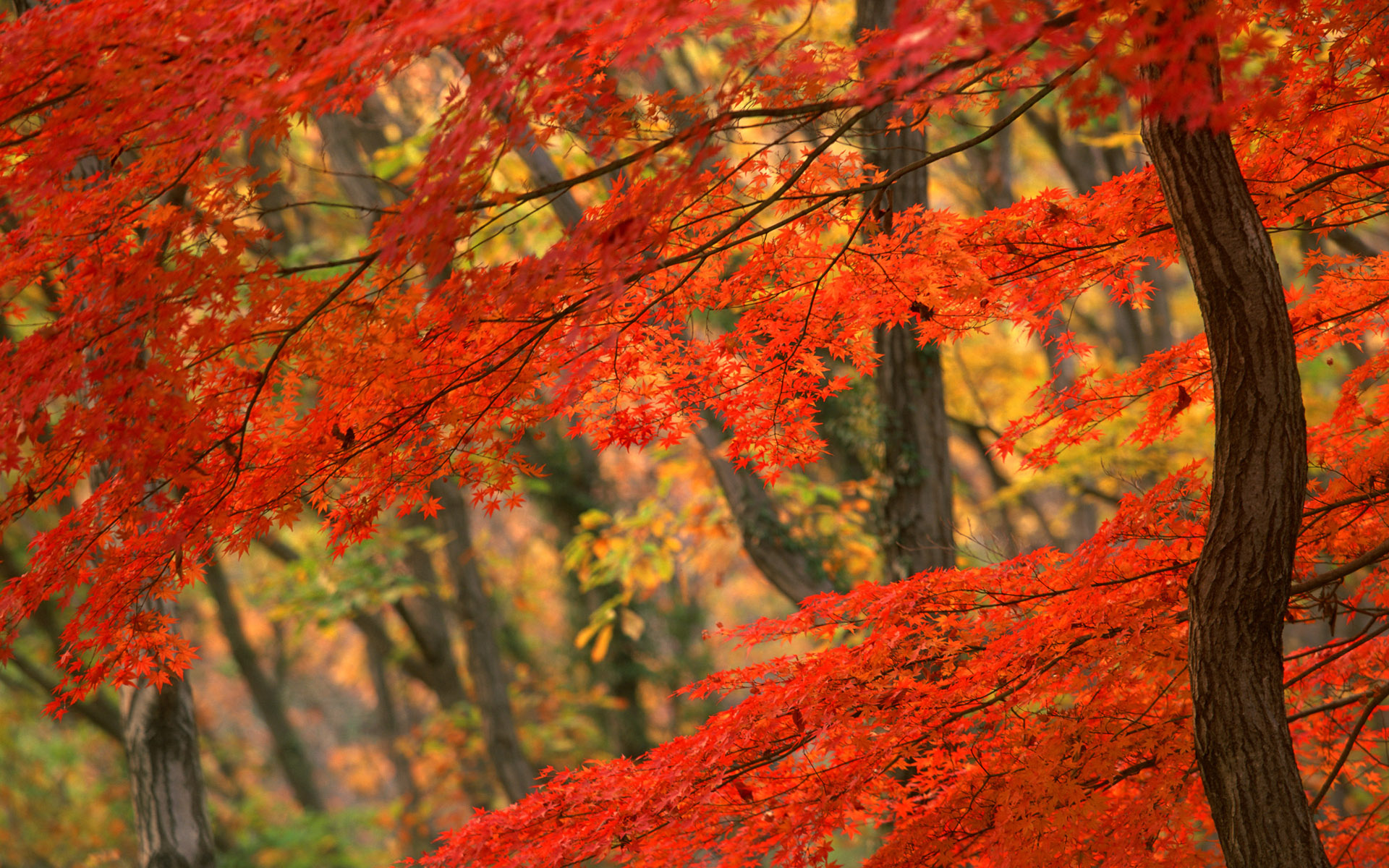 природа, деревья, осень, леса, листья, леса - обои на рабочий стол