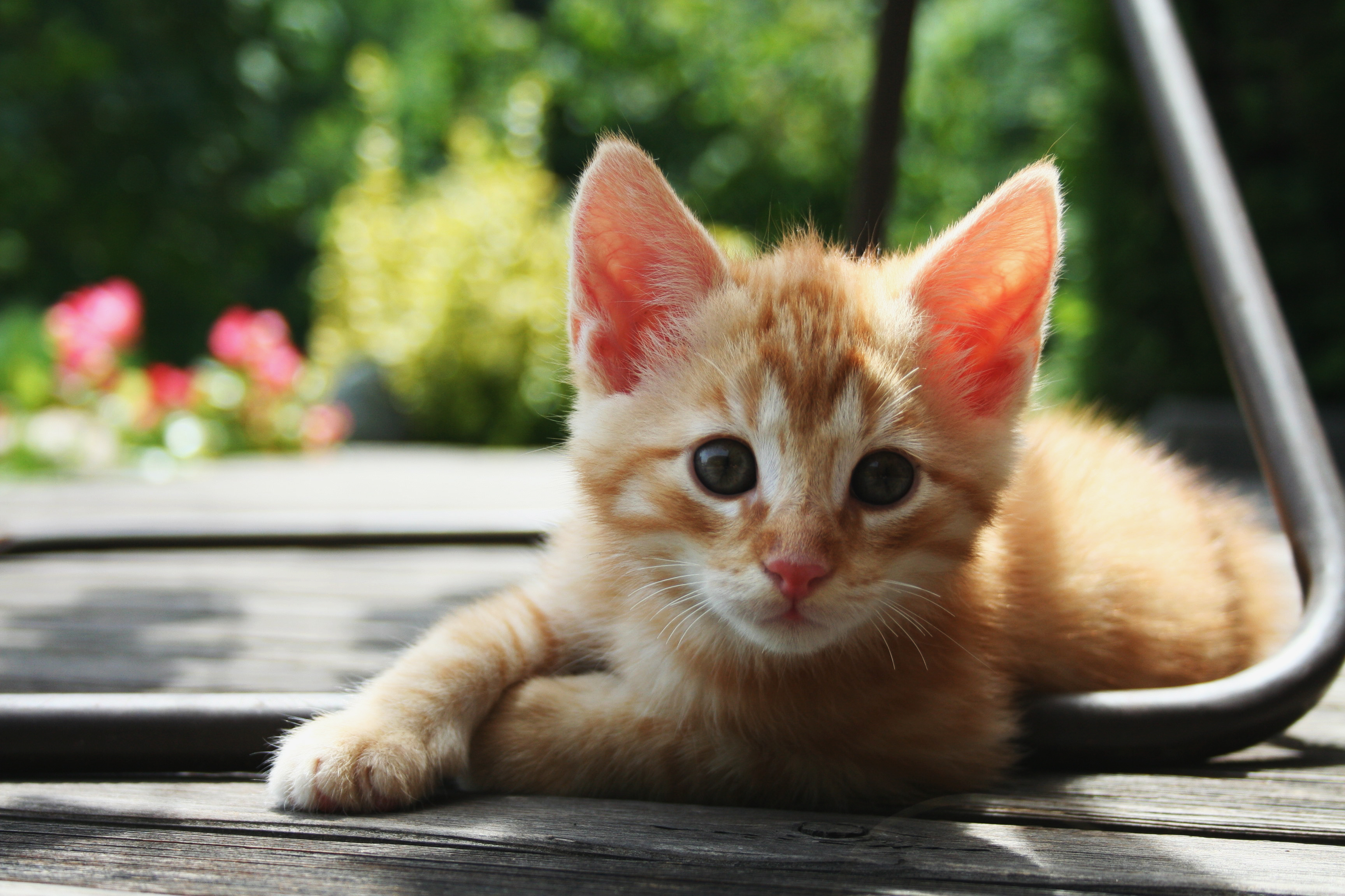 Картинки котиков. Рыжий котёнок. Котик рыженький. Рыжие котята фото. Красивый рыжий котенок.