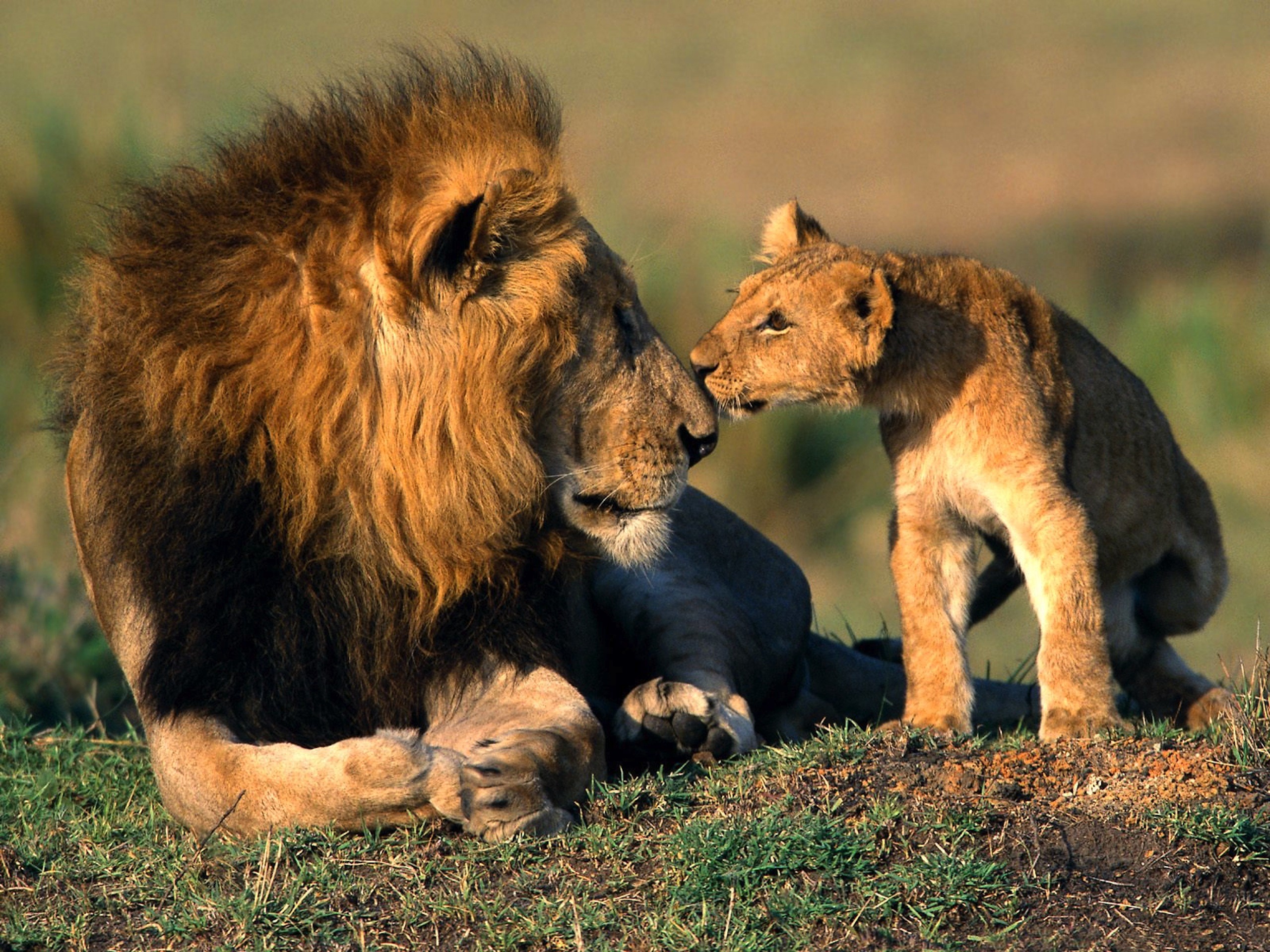 Мир животных очень разнообразен. Лев львица и Львенок. Лев и Львенок. Лев. Львиная семья.