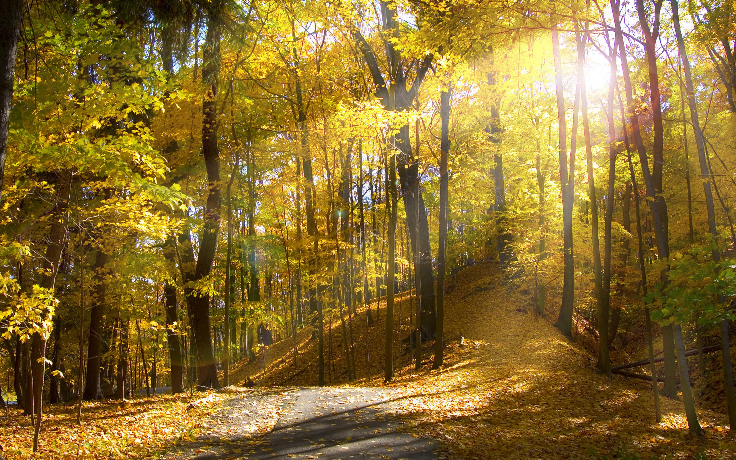 Фон лес днем. Осенний лес. Осень в лесу. Красивый лес. Пейзаж леса.