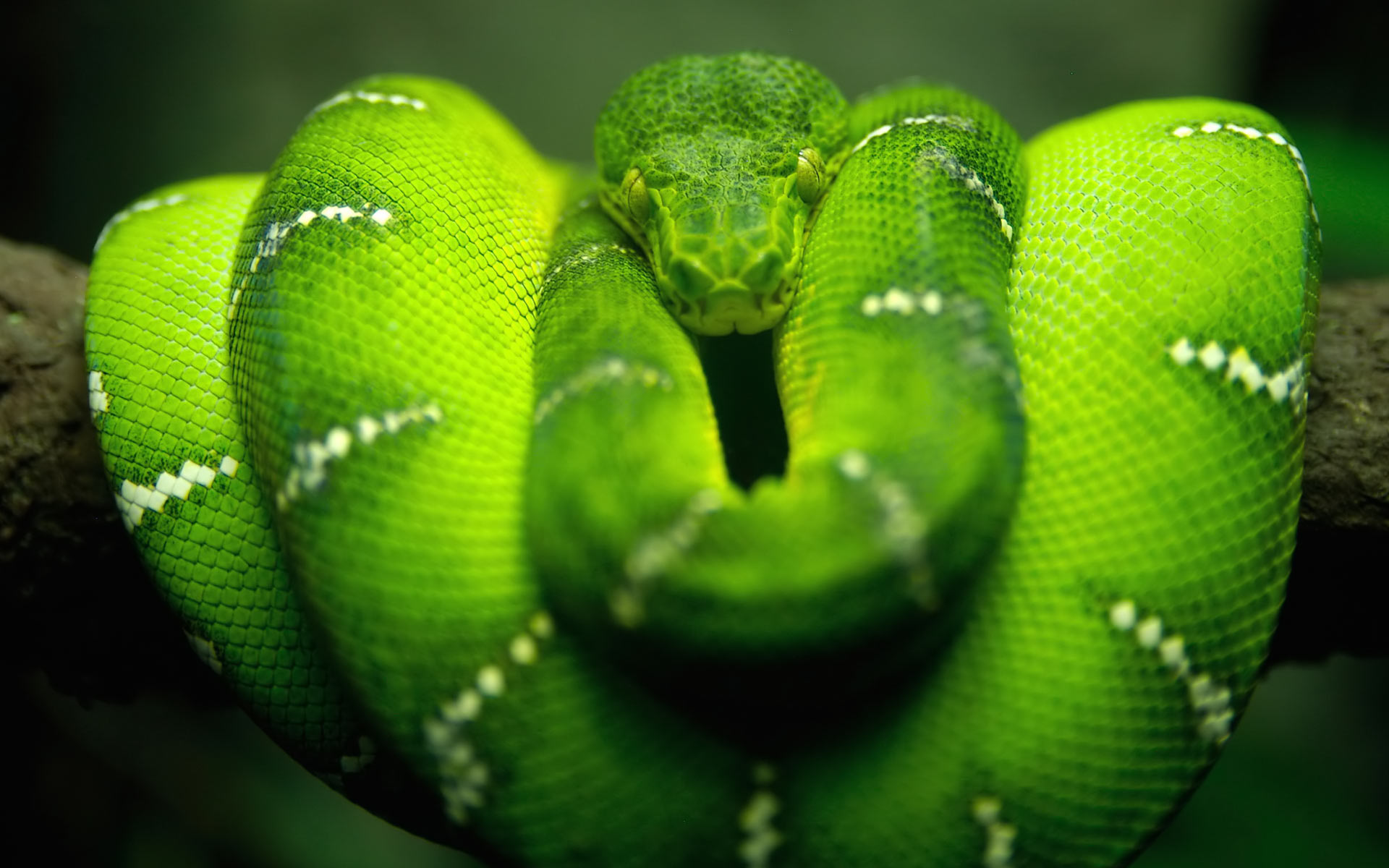 зеленый, змеи, рептилии - обои на рабочий стол