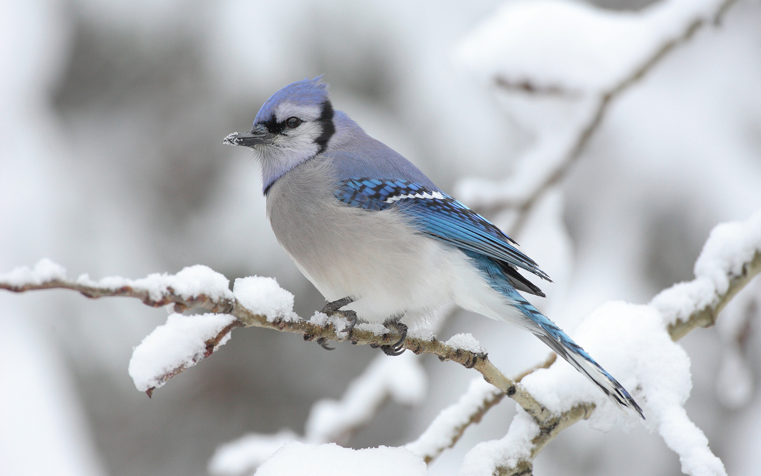 снег, птицы, Blue Jay - обои на рабочий стол