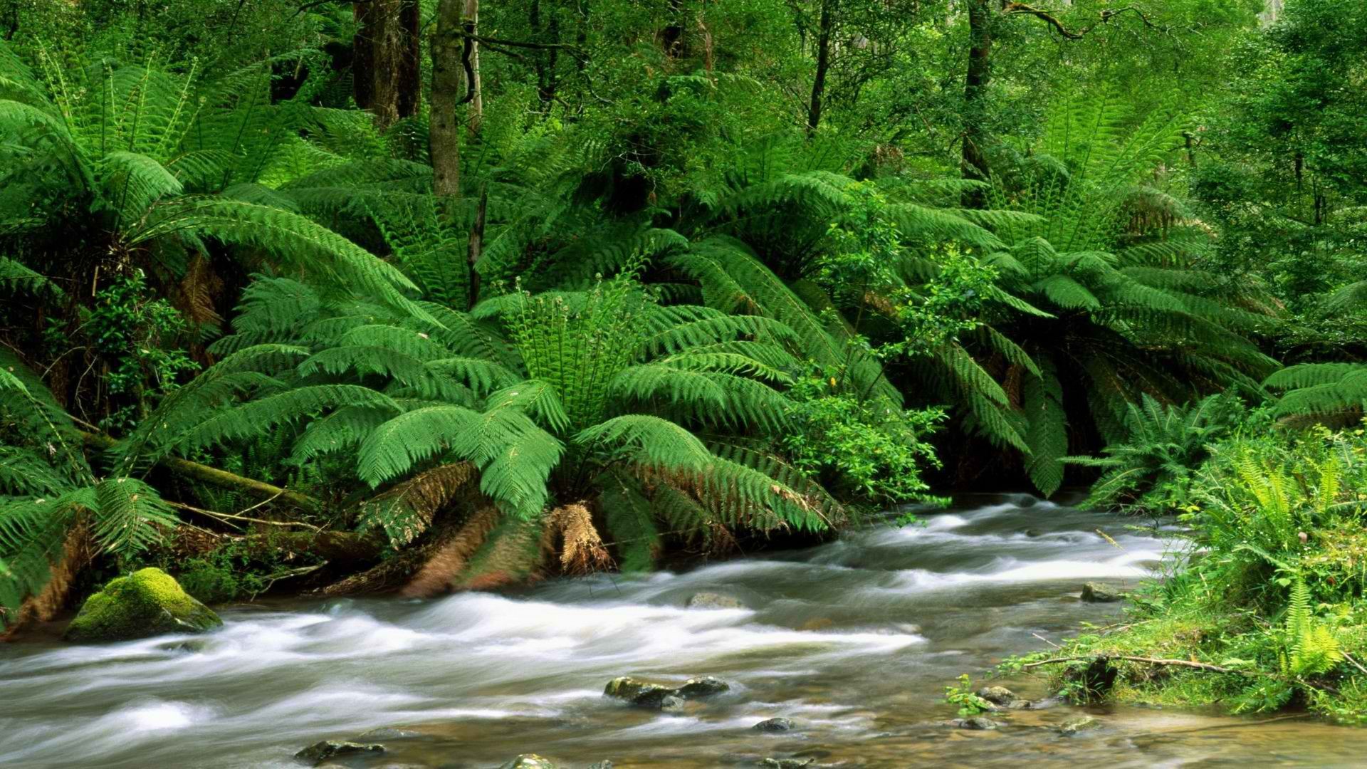 Папоротниковый лес Австралия