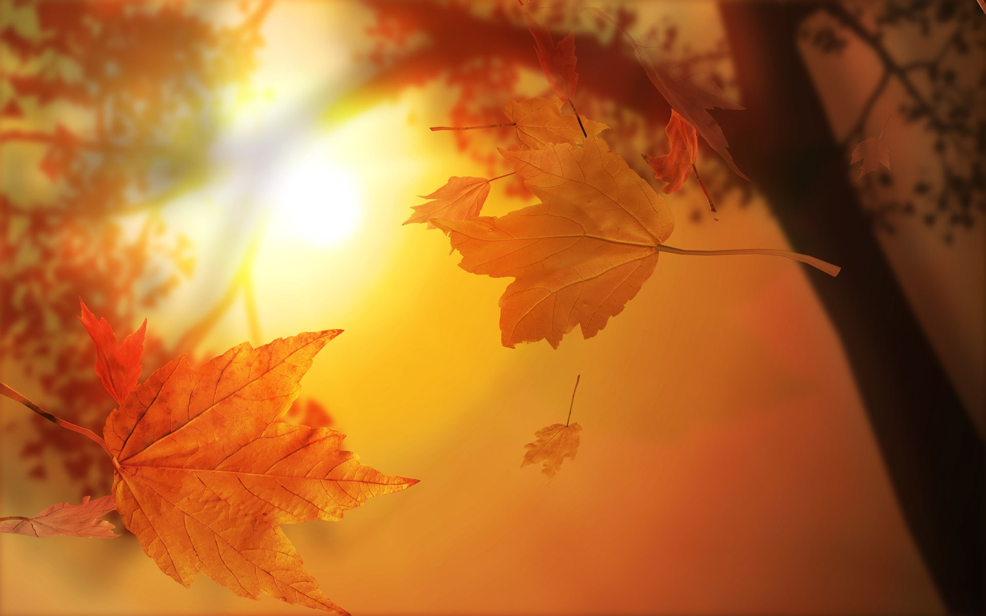 природа, осень, листья, кленовый лист - обои на рабочий стол
