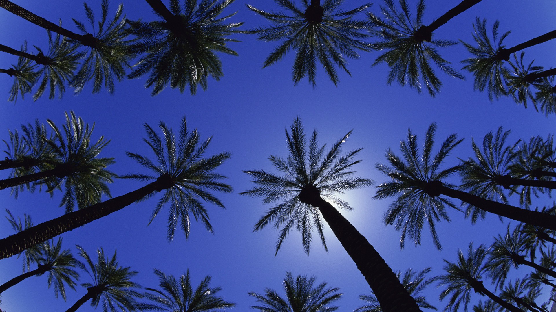 Калифорния, пальмовые деревья - обои на рабочий стол