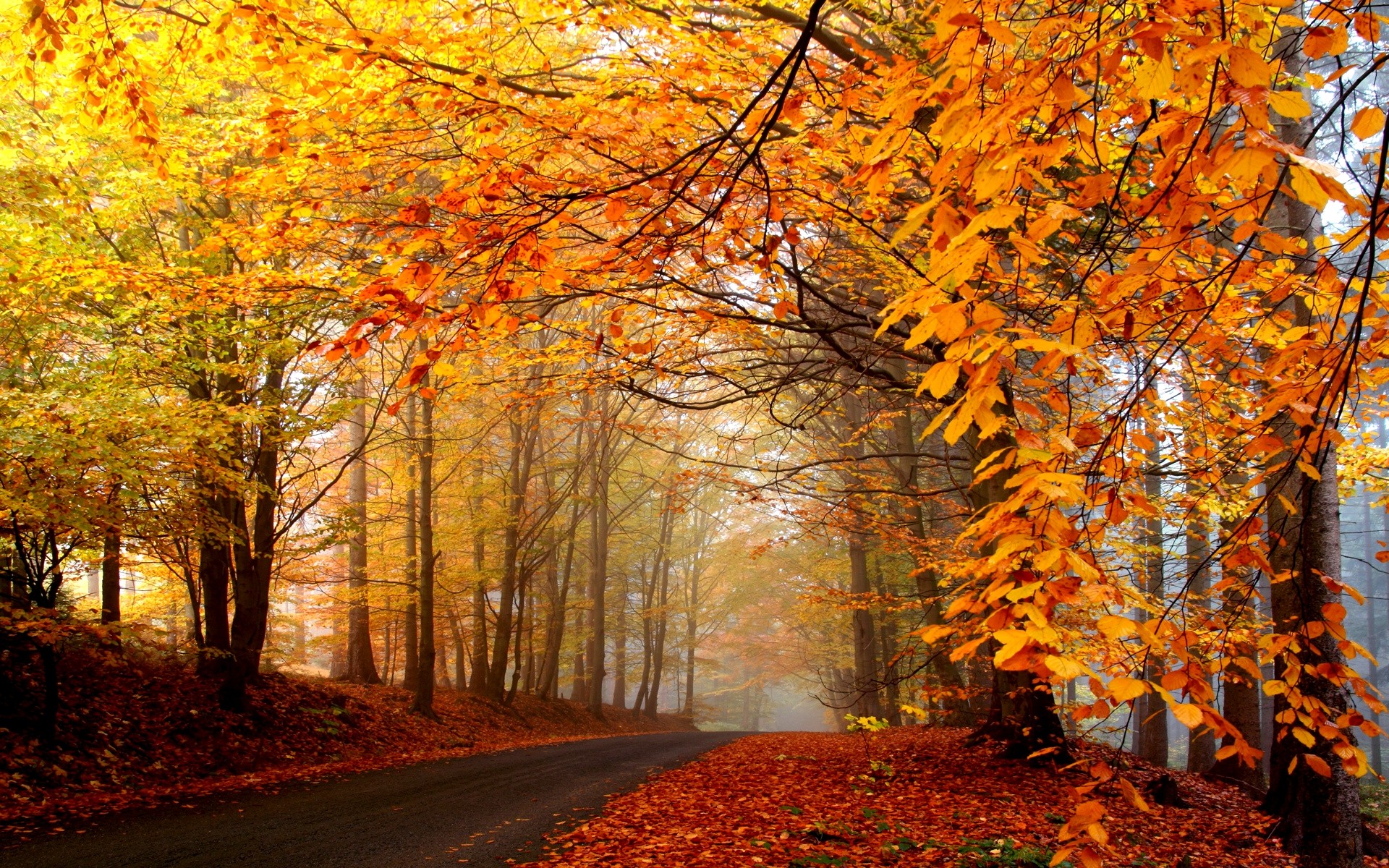 природа, деревья, осень, леса, дороги - обои на рабочий стол