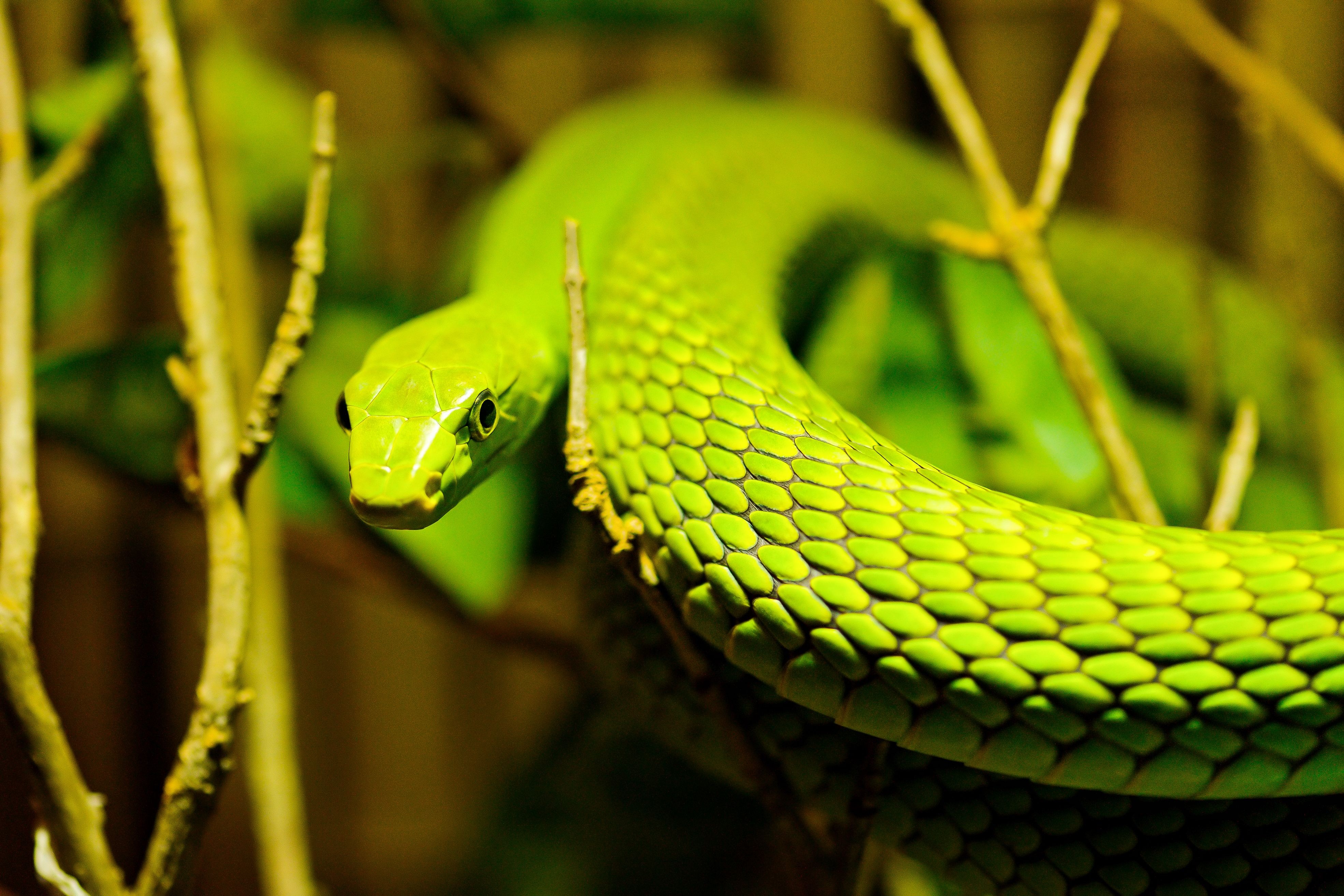змеи, рептилии - обои на рабочий стол