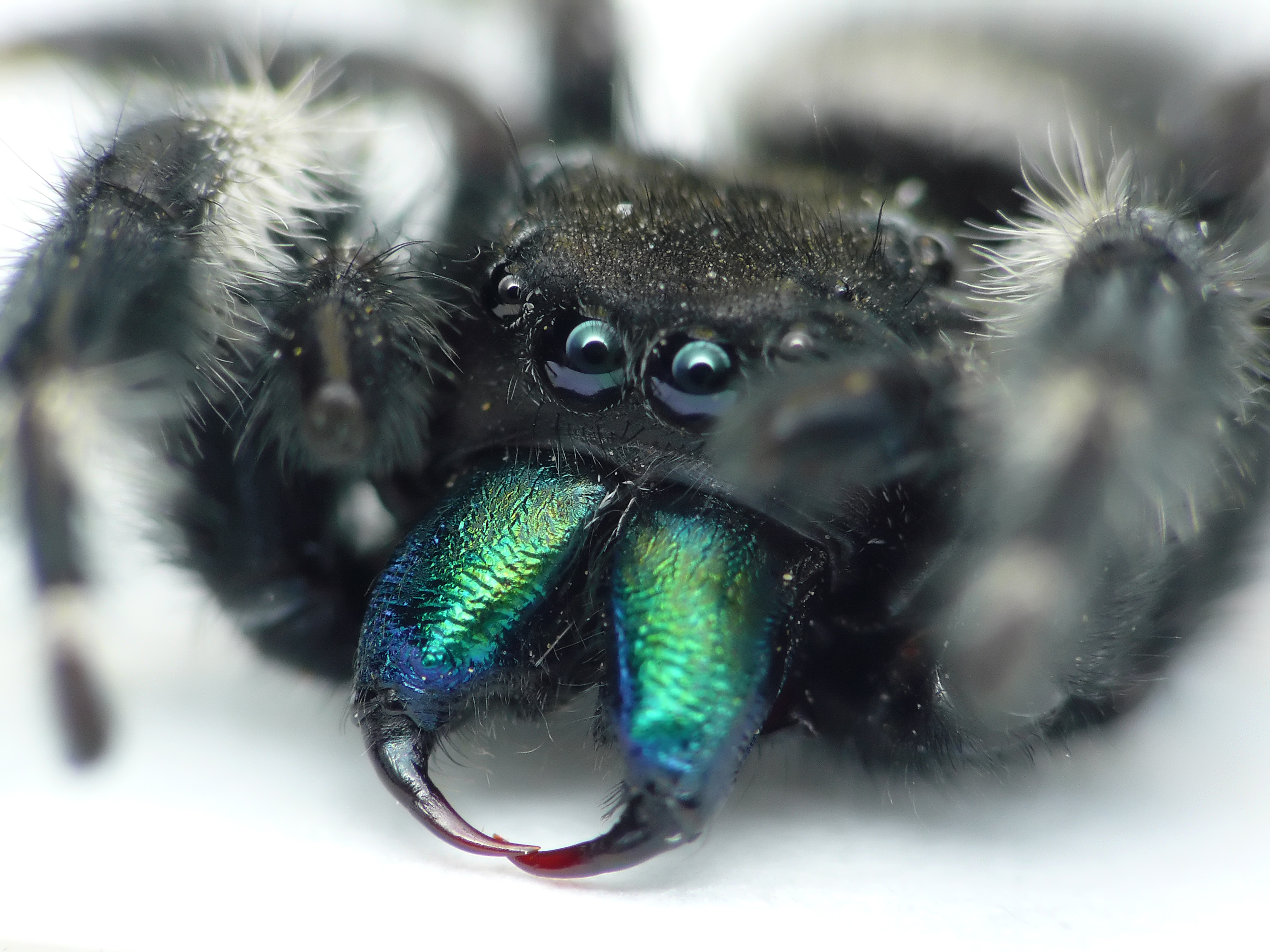 зеленый, синий, глаза, черный цвет, животные, насекомые, пауки, паукообразные - обои на рабочий стол