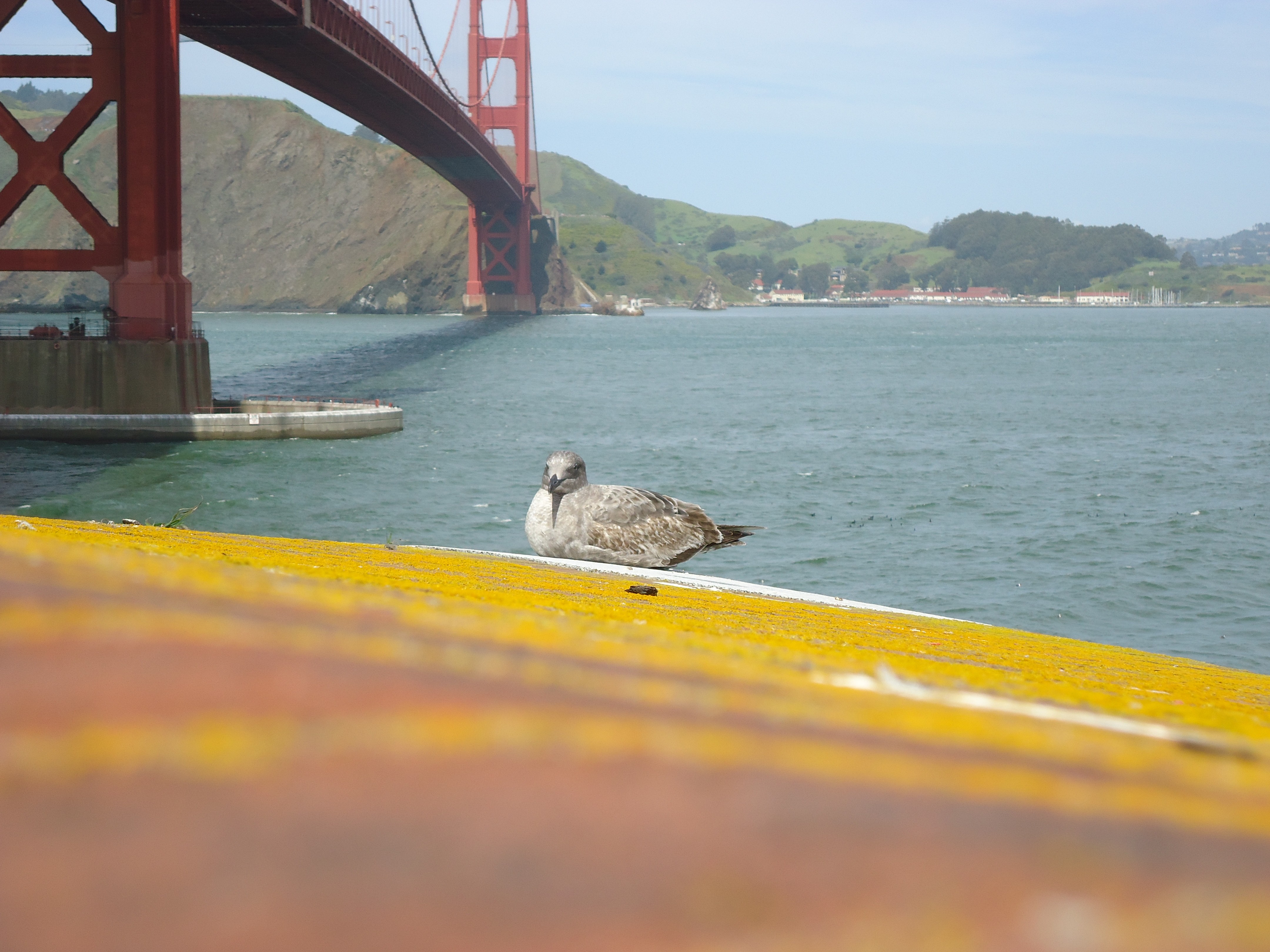 птицы, Мост Золотые Ворота, Сан - Франциско, Sausalito - обои на рабочий стол