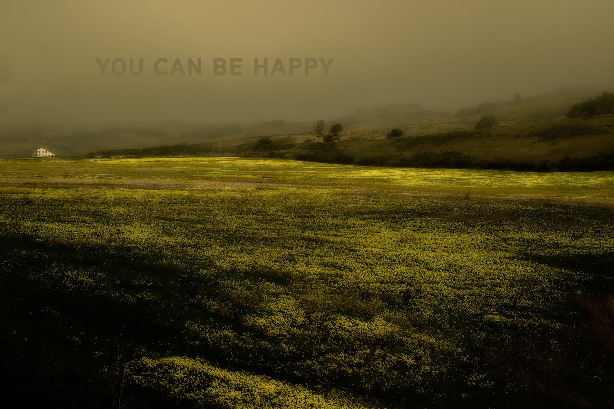пейзажи, счастливый, трава, поля, туман, Adult Swim - обои на рабочий стол
