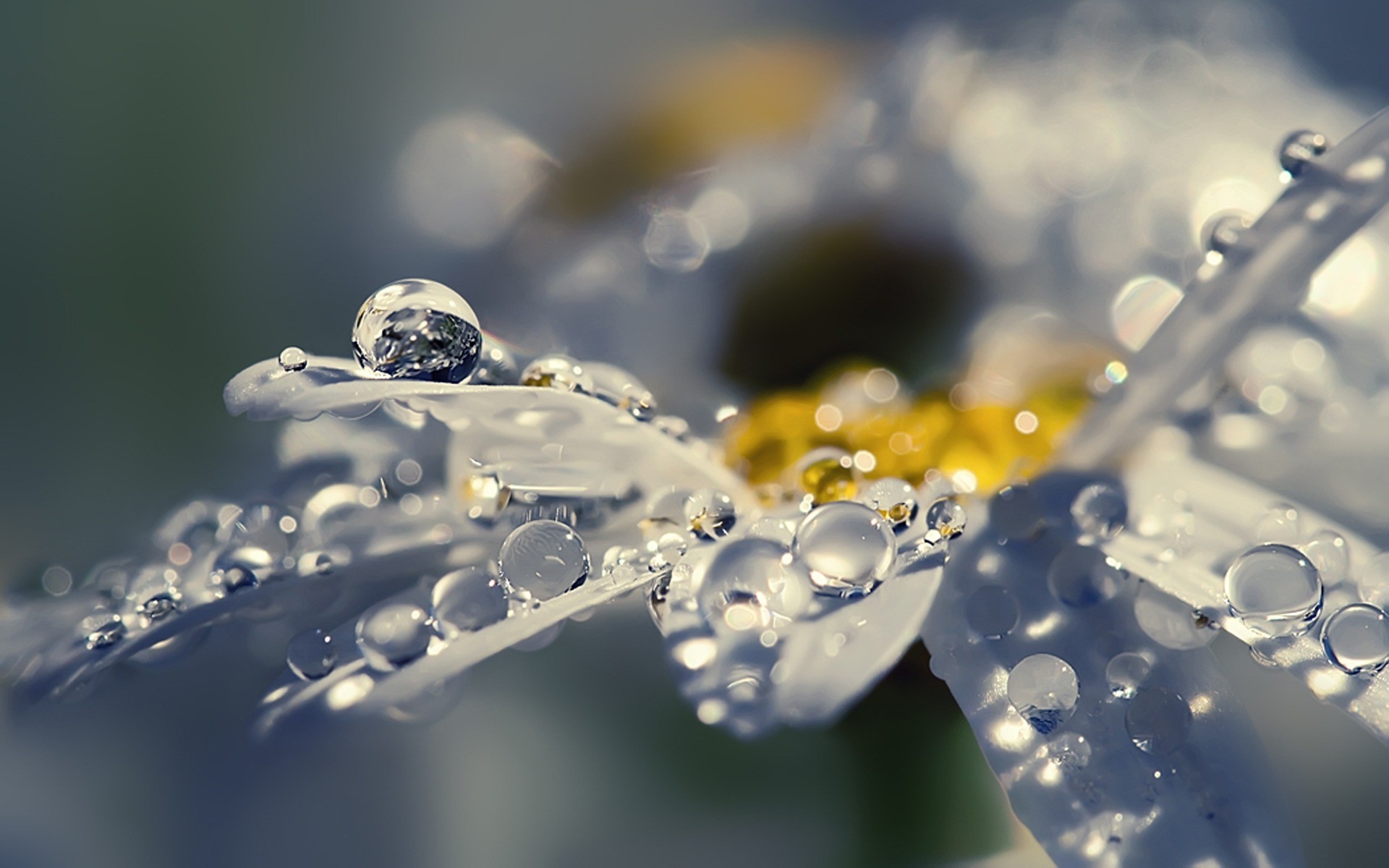 Капли воды на цветах