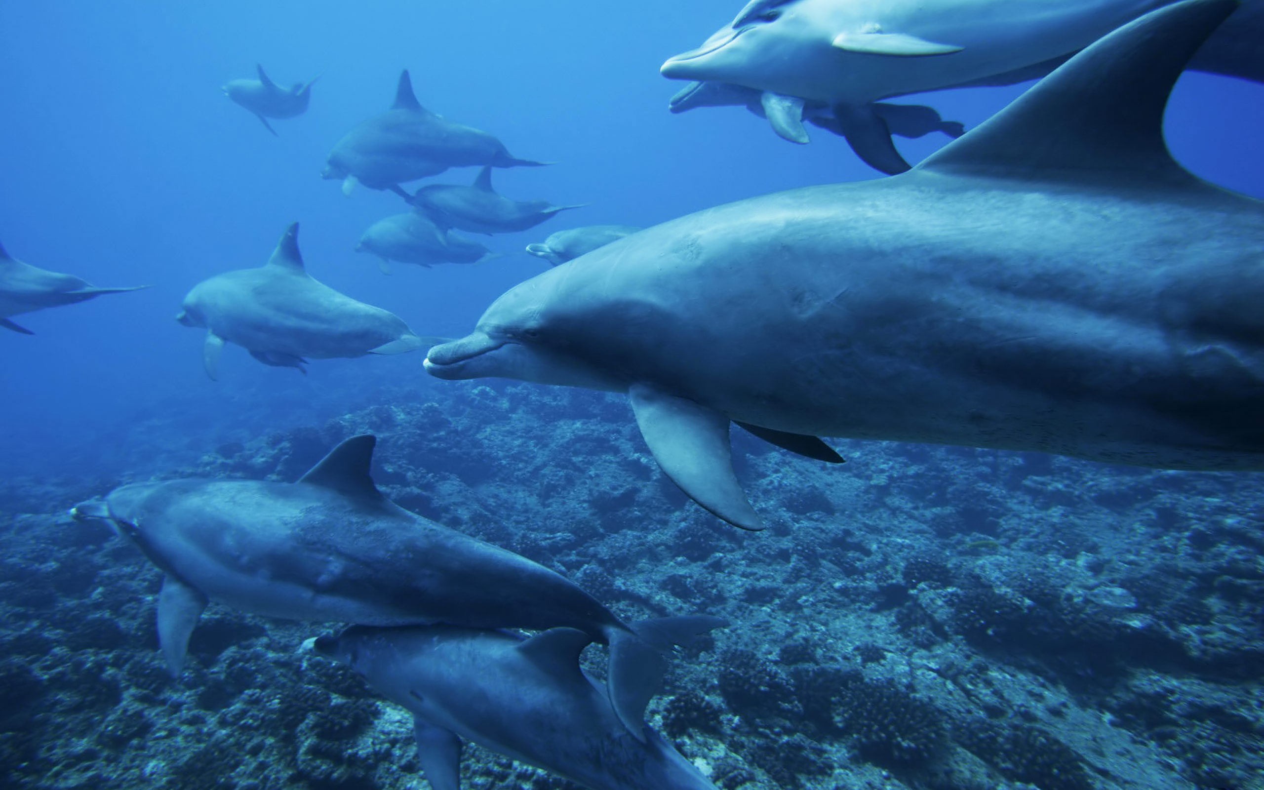 природа, дельфины - обои на рабочий стол