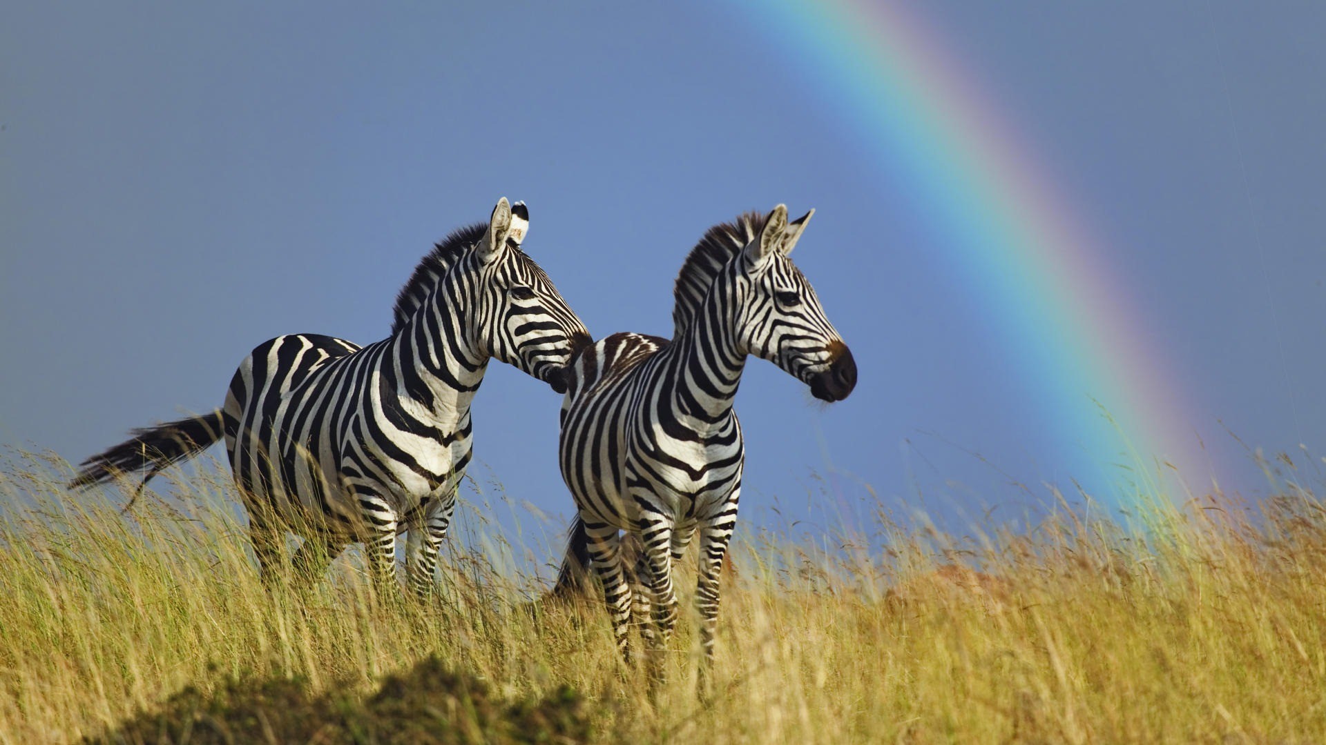 животные, живая природа, радуга, зебры - обои на рабочий стол