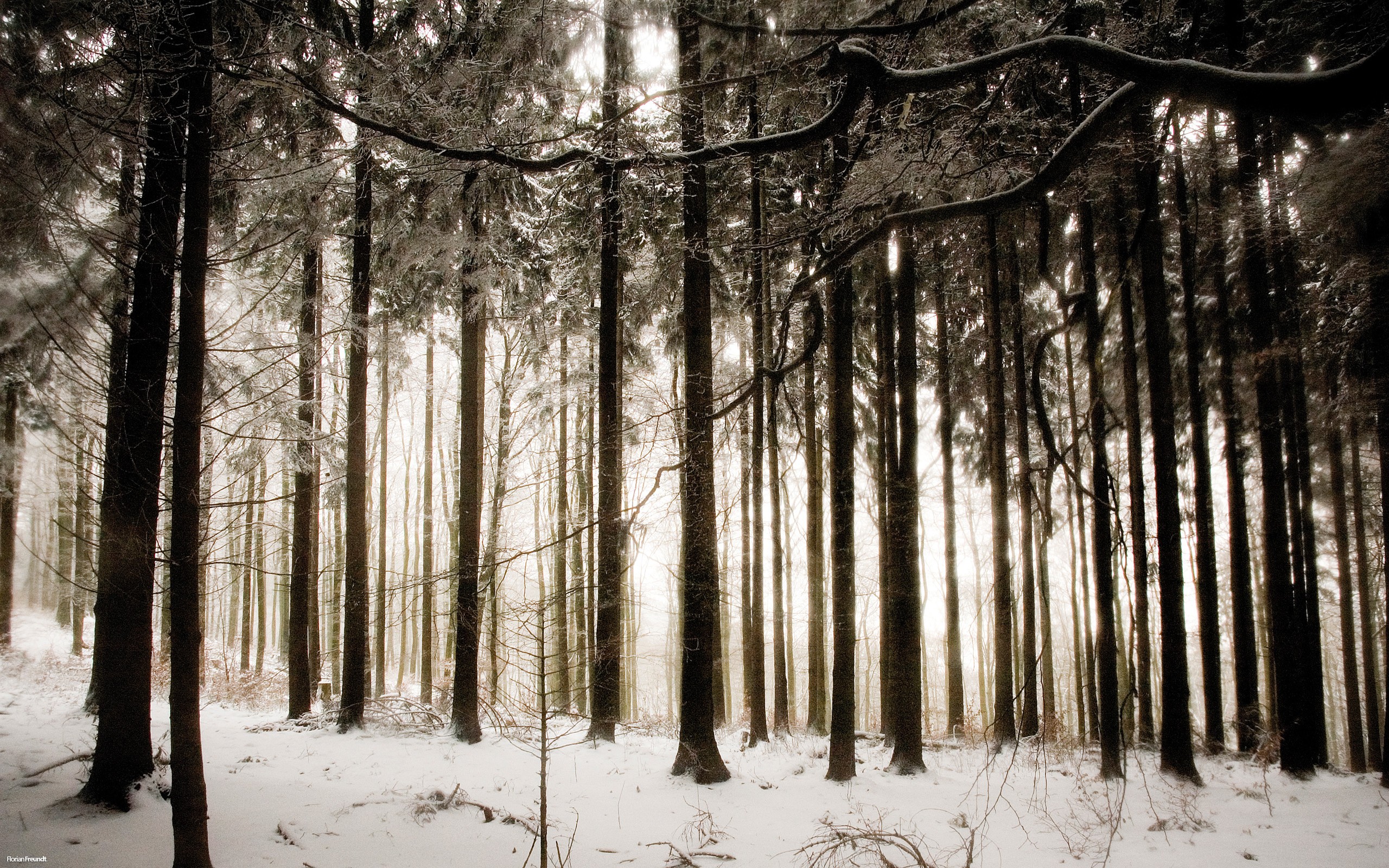 снег, деревья, леса - обои на рабочий стол