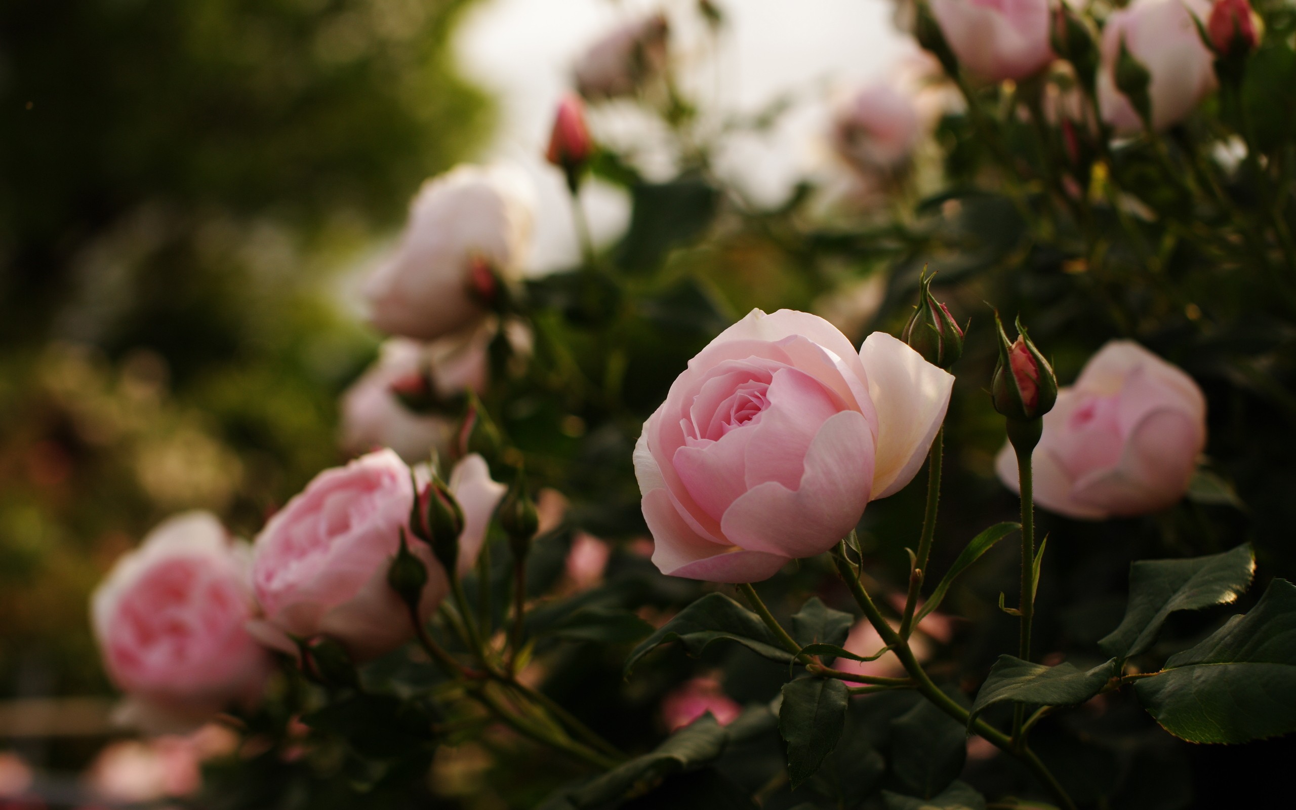 цветы, растения, розы, розовые цветы - обои на рабочий стол