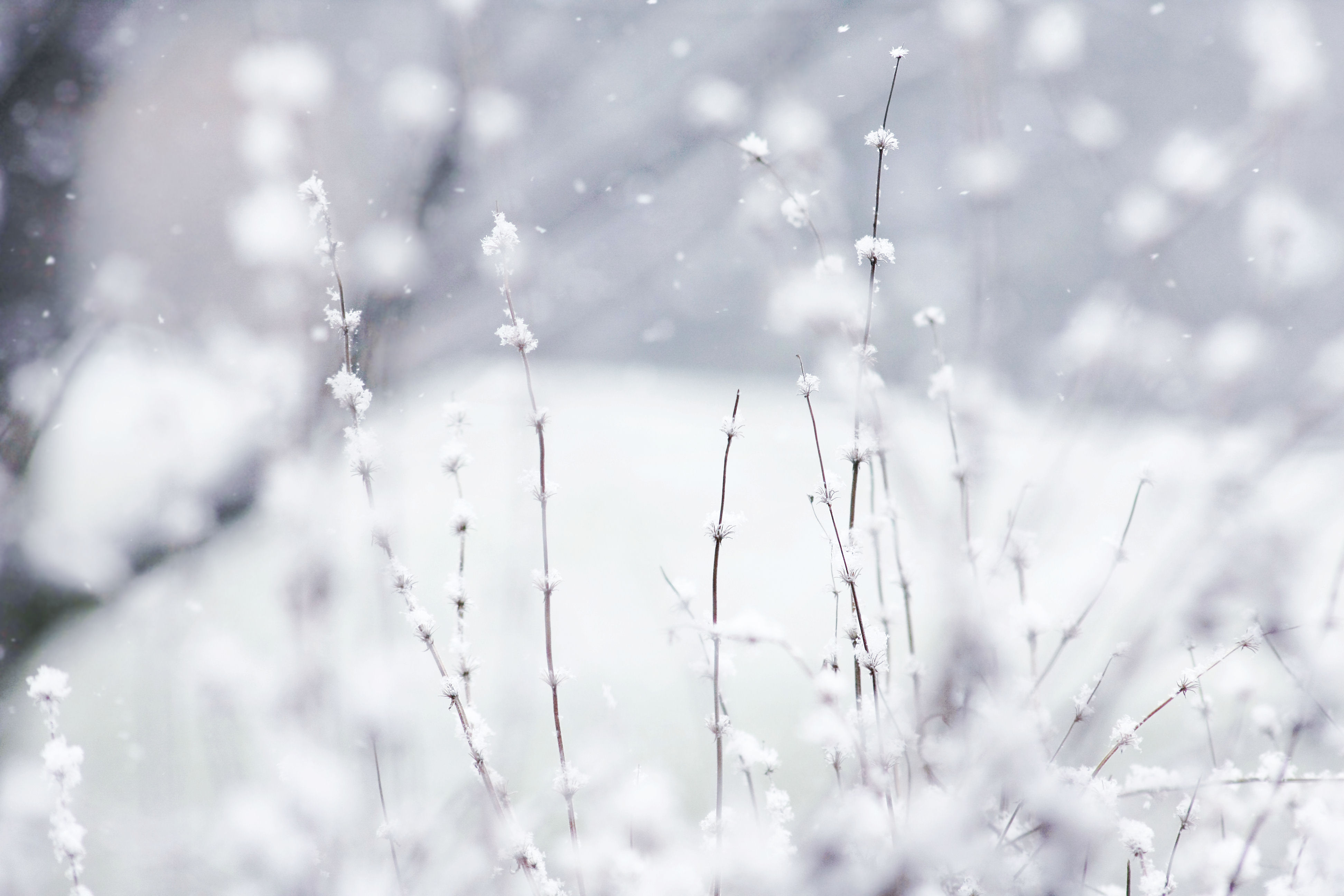 природа, зима, чудес - обои на рабочий стол