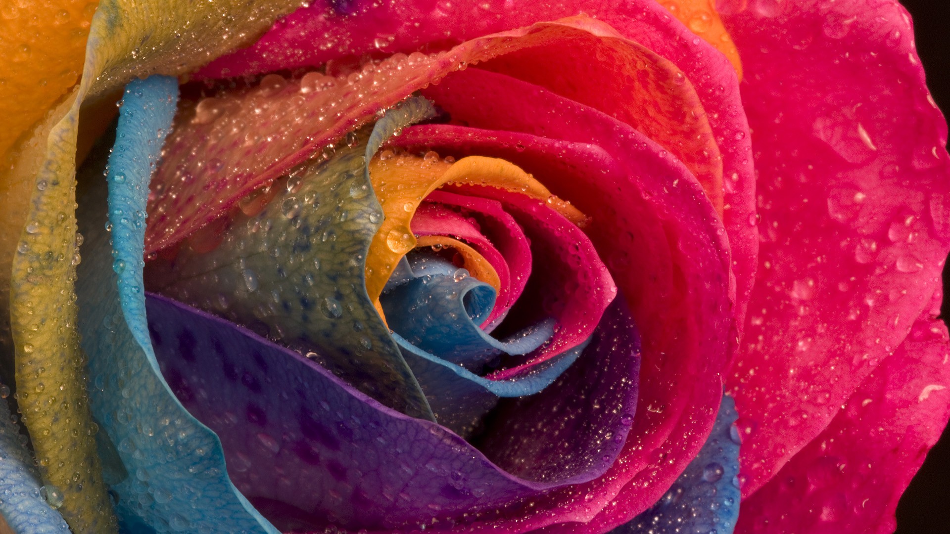 многоцветный, цветы, капли воды, макро, розы - обои на рабочий стол