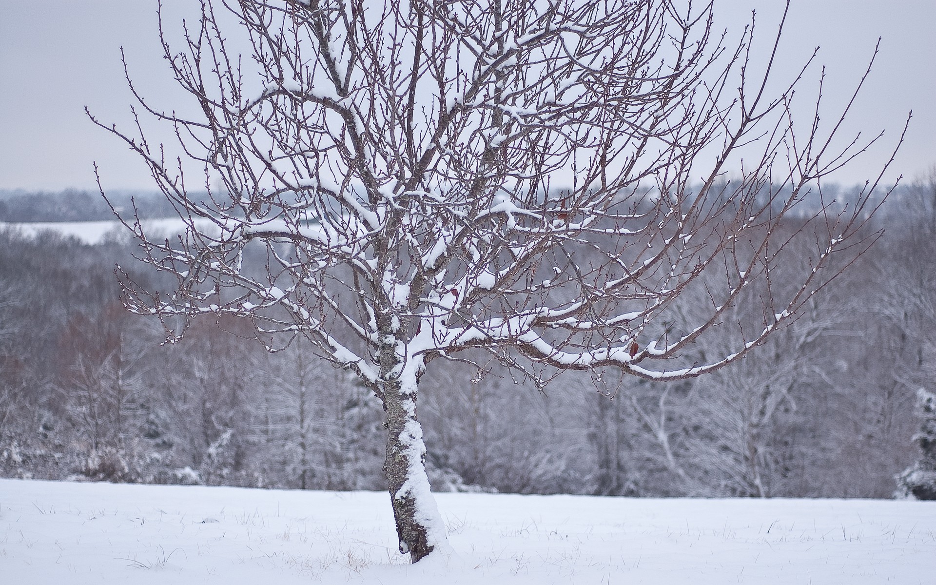 снег, деревья, белый - обои на рабочий стол