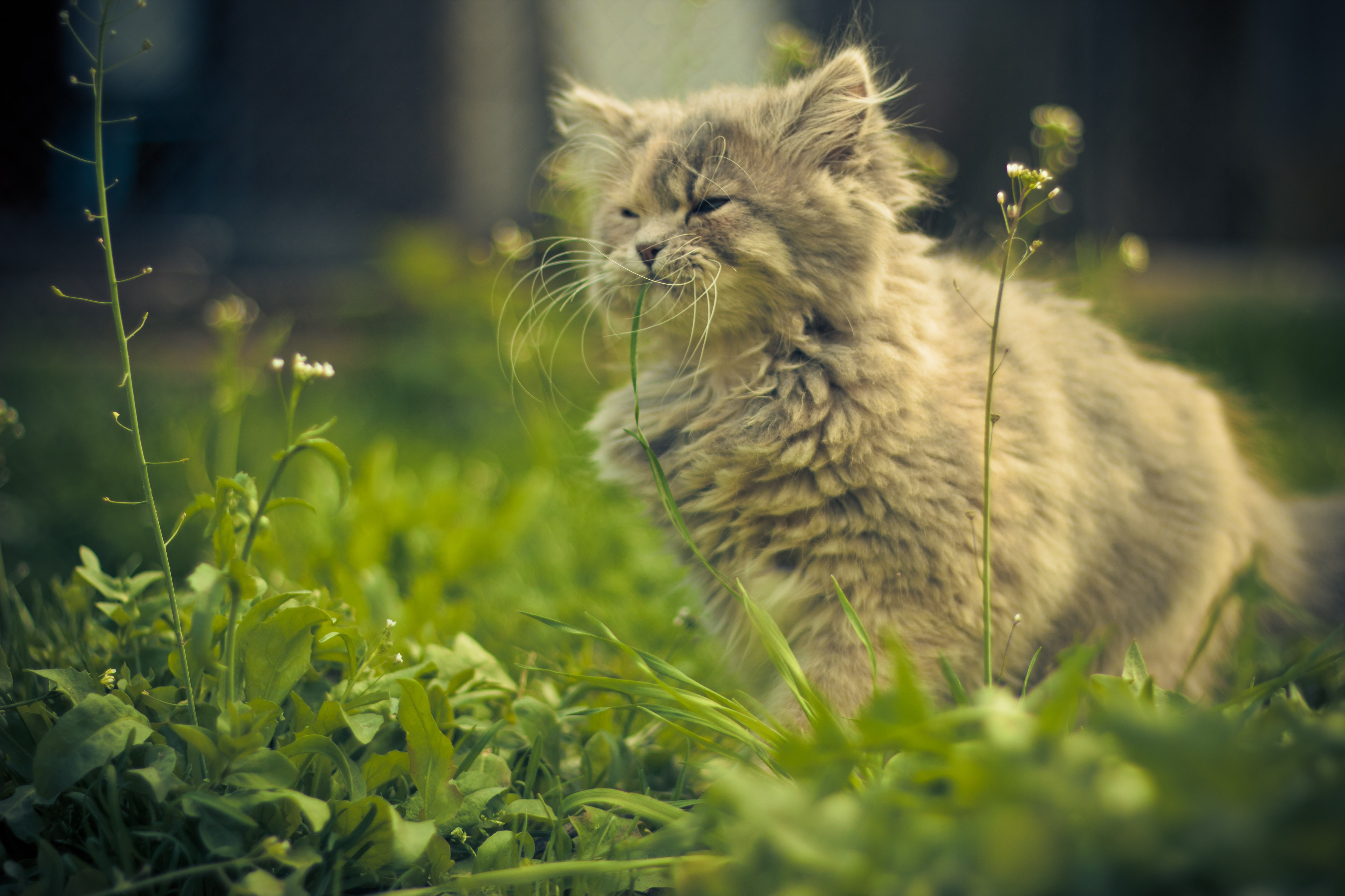 кошки, животные, трава - обои на рабочий стол