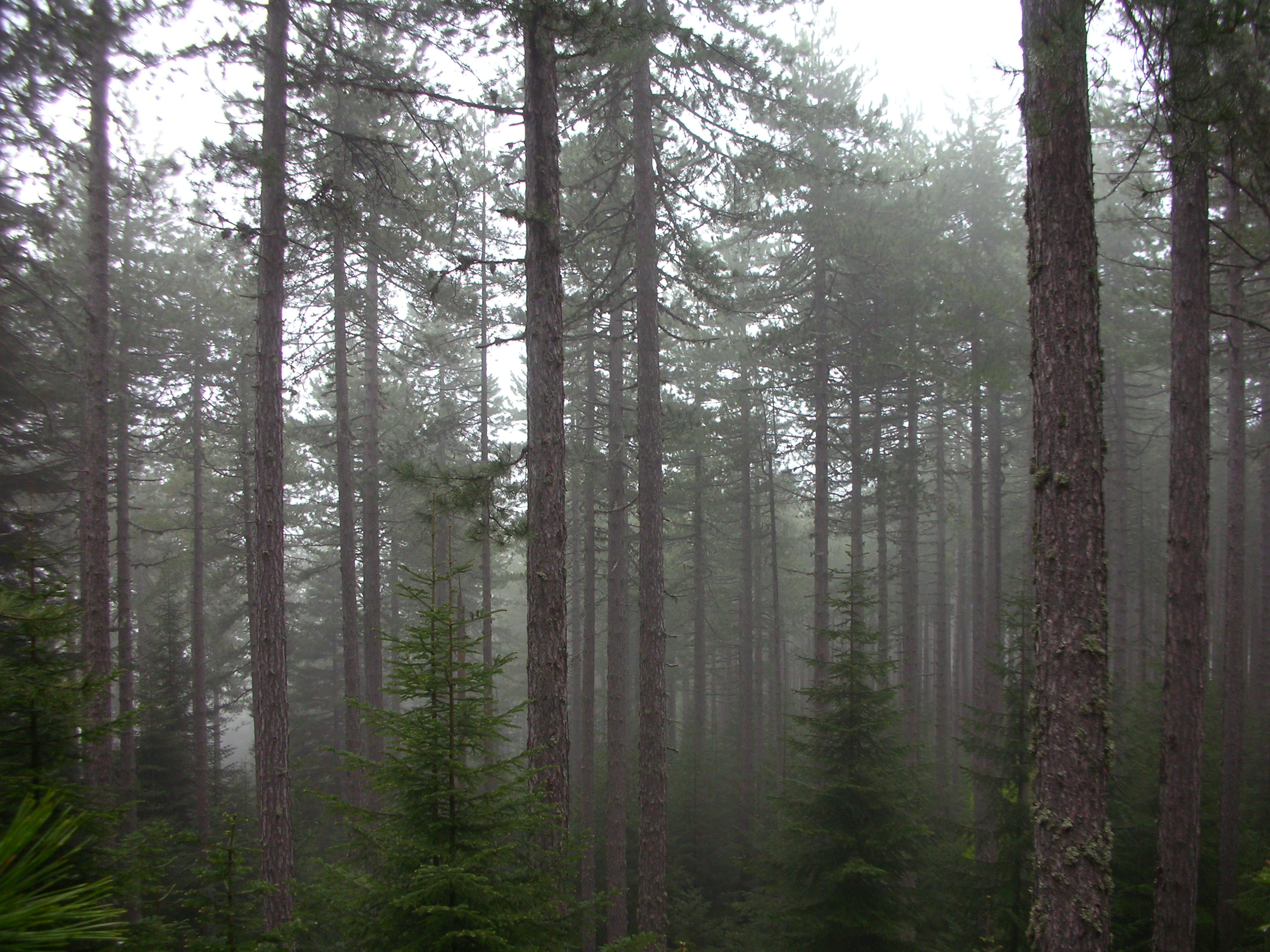 деревья, леса, туман, туман - обои на рабочий стол