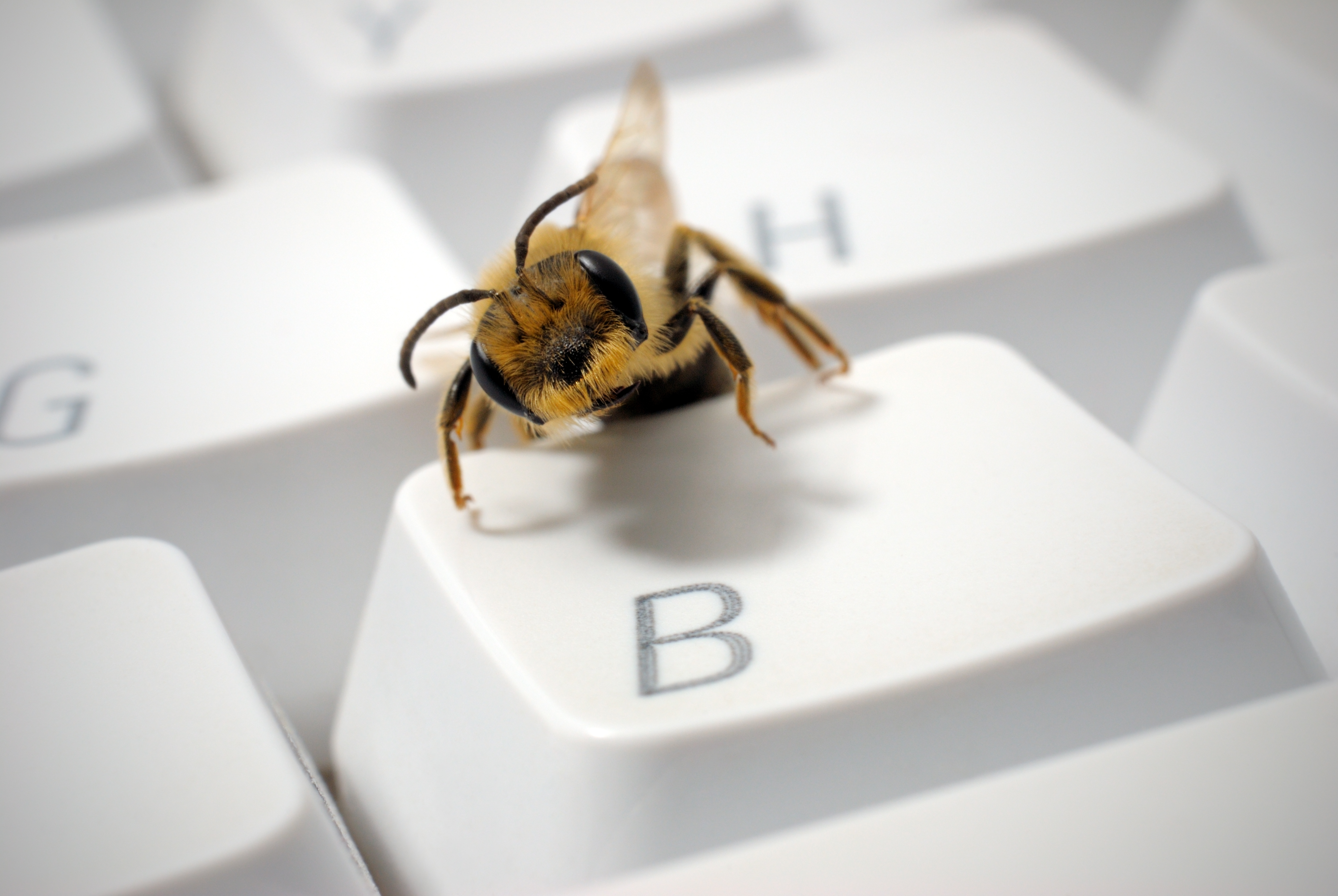 крупный план, пчелы - обои на рабочий стол