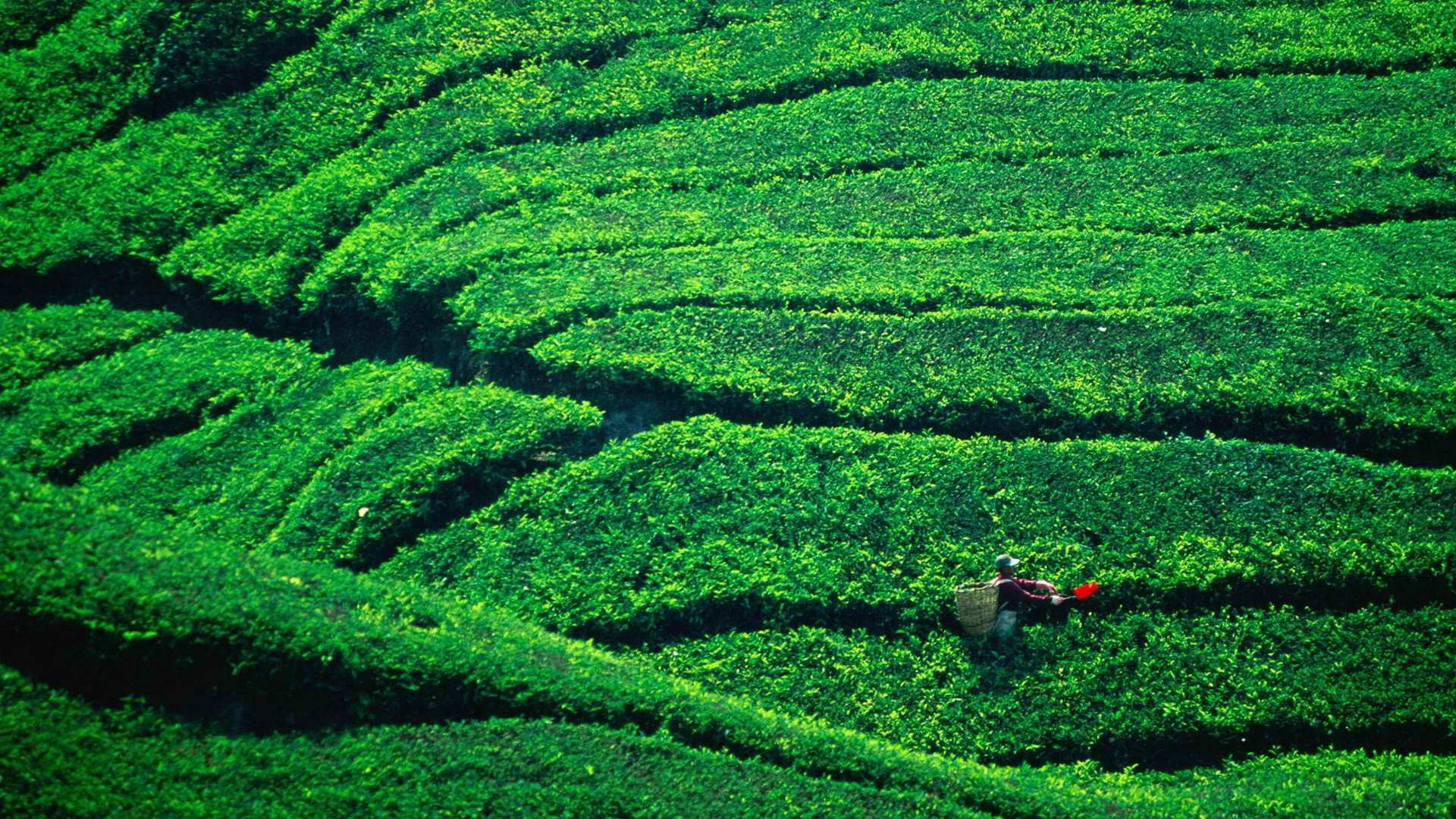 чай, Малайзия, плантация, горная местность - обои на рабочий стол