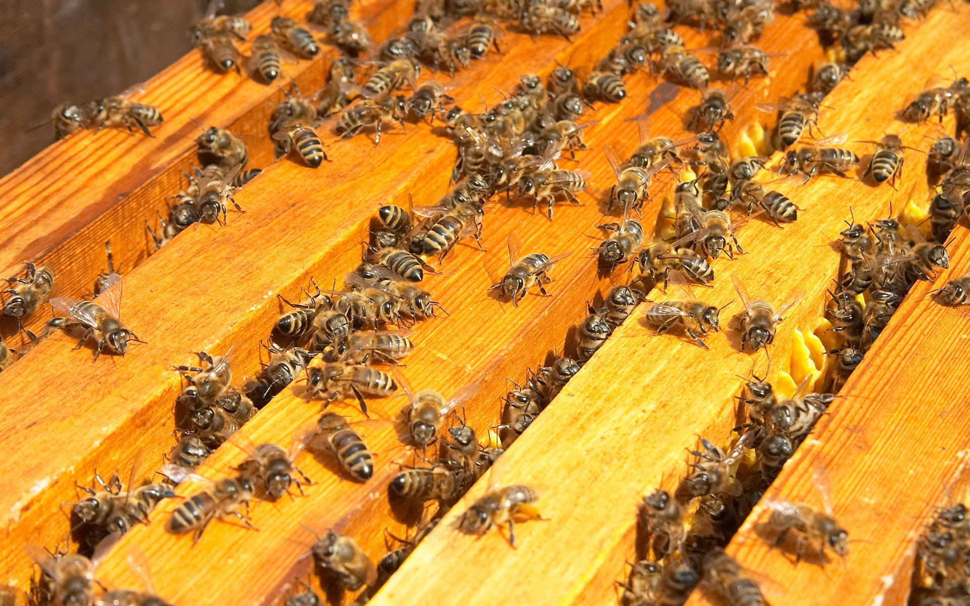 Пчелиная семья. Пчелы в улье. Ульи для пчел. Пчелиная семья в улье. Улики пчелиные с семьей.
