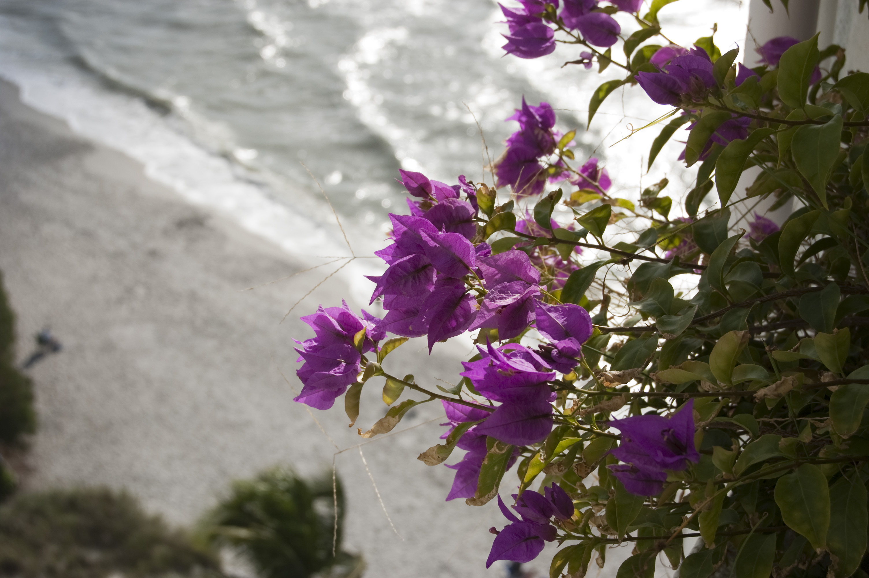 природа, цветы, берег, фиолетовые цветы, Бугенвиль - обои на рабочий стол