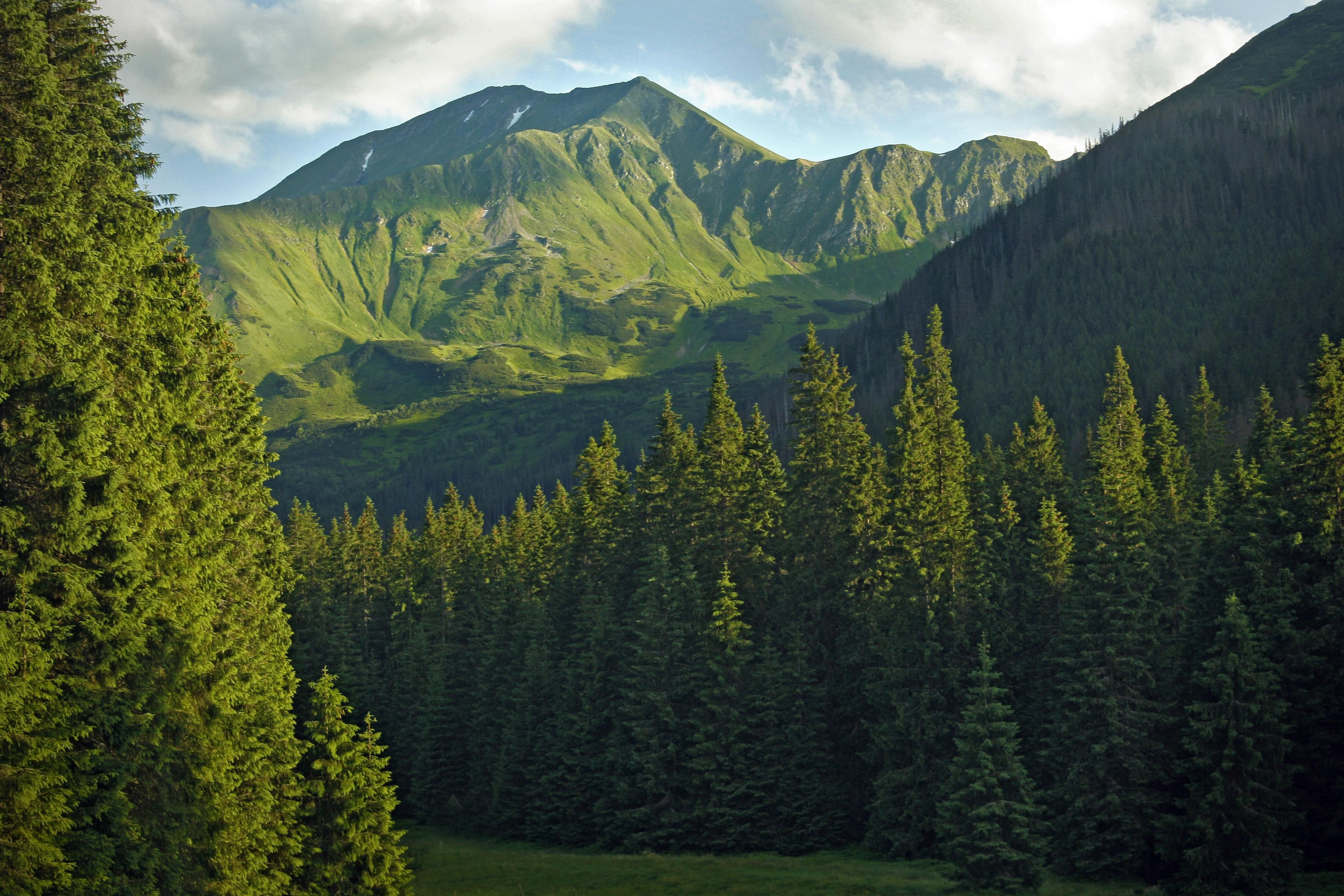 Лес горы слились все. Тайга (хвойные леса) Сыктывкар. Высокогорная Тайга. Восточно Сибирская Тайга растительность. Тайга Евразии.