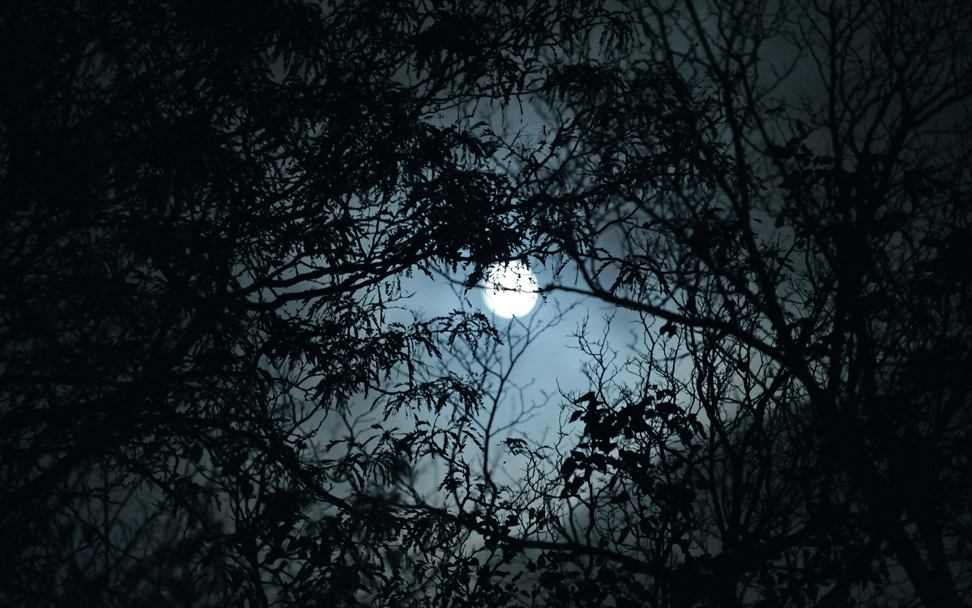 деревья, Луна, на открытом воздухе - обои на рабочий стол