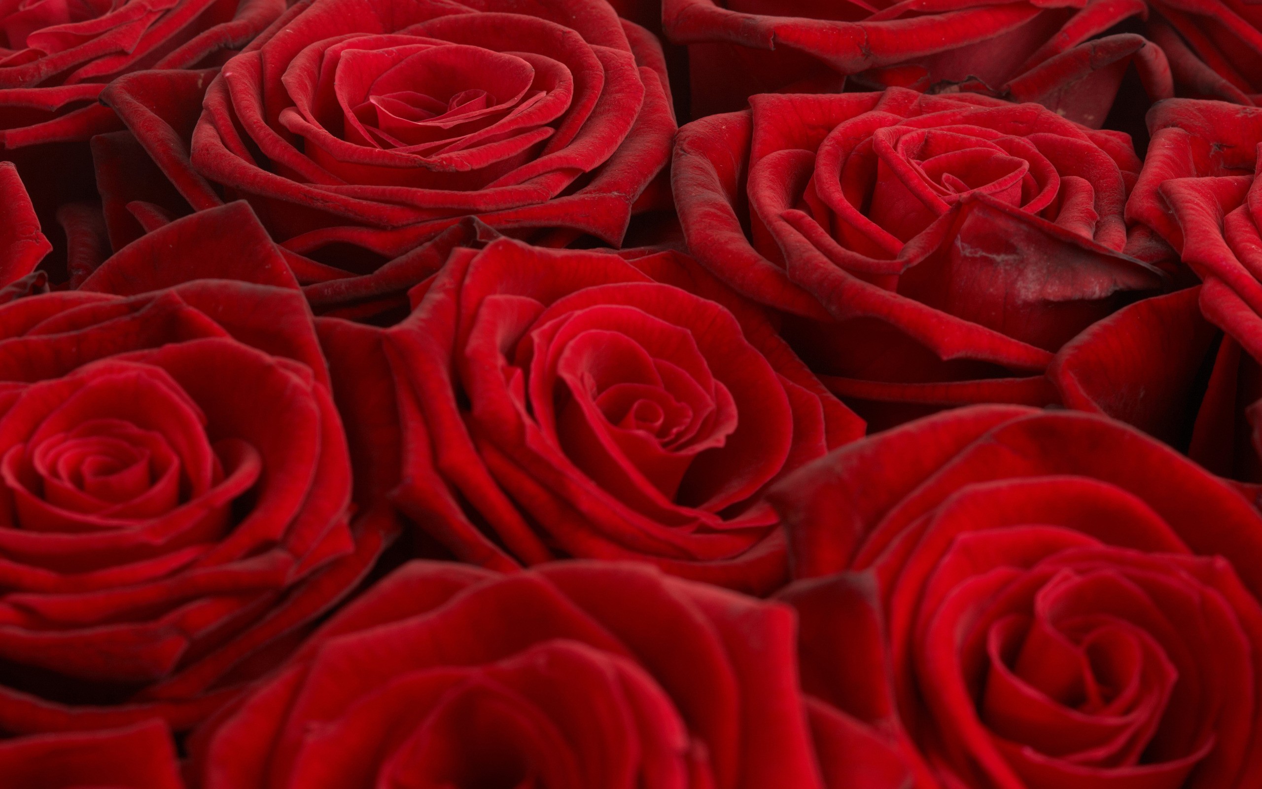 красный цвет, цветы, розы - обои на рабочий стол