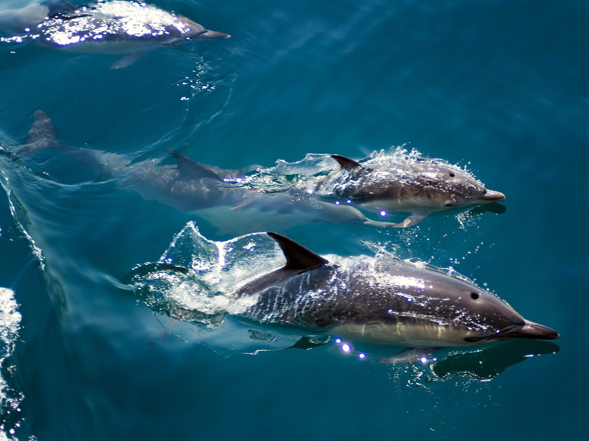 животные, рыба, дельфины - обои на рабочий стол
