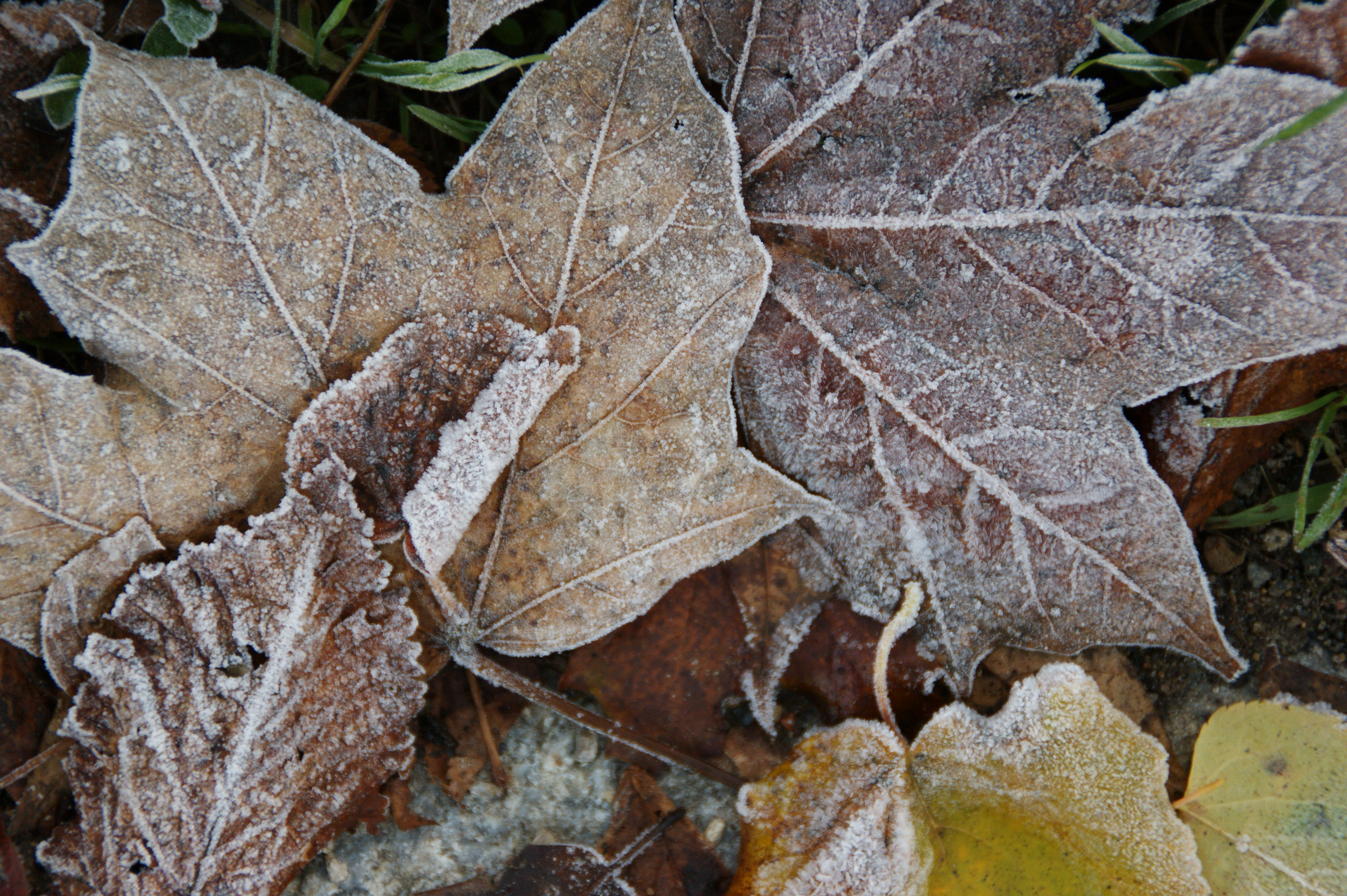 лист, листья, мороз, опавшие листья - обои на рабочий стол