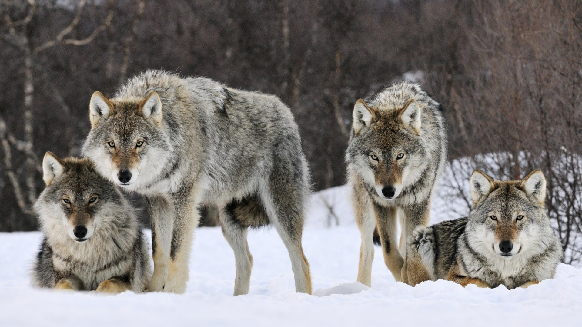 животные, серый, Норвегия, волки - обои на рабочий стол