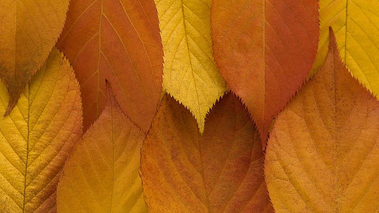 осень, листья, золотой - обои на рабочий стол