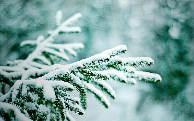 природа, зима, снег, деревья, боке, сосны - обои на рабочий стол