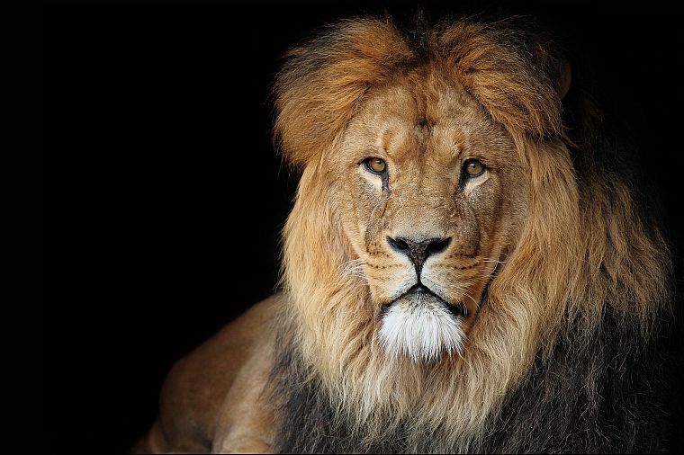 животные, львы - обои на рабочий стол