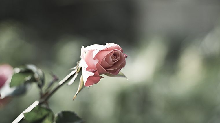 цветы, розы - обои на рабочий стол