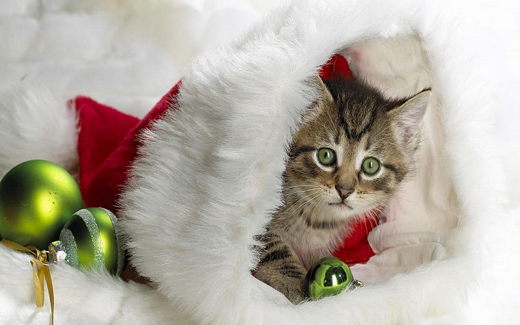 кошки, рождество, котята - обои на рабочий стол