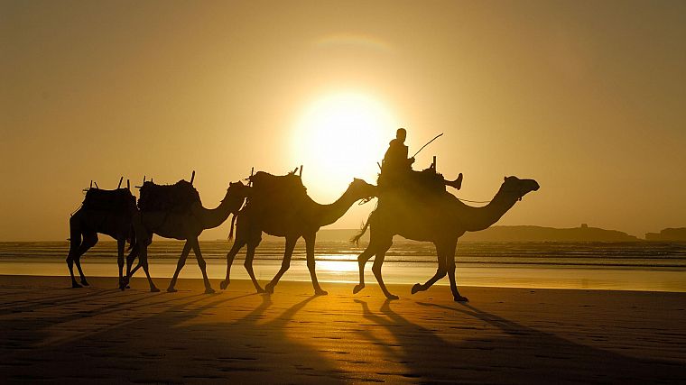 песок, верблюдов, Марокко - обои на рабочий стол