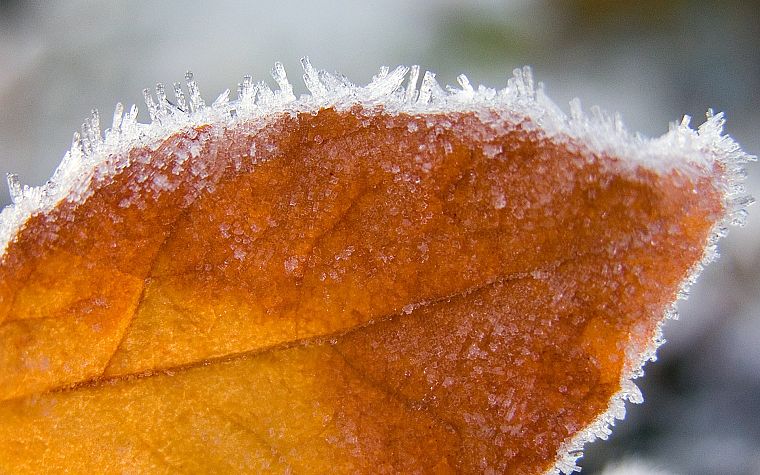лед, природа, зима, лист, осень, замороженный - обои на рабочий стол