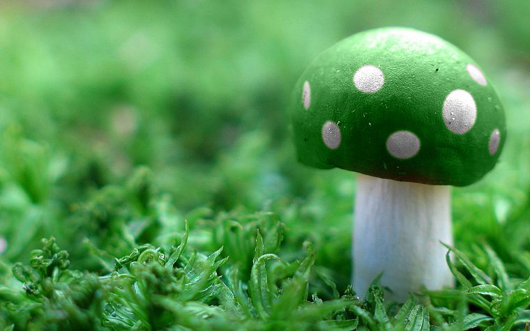 зеленый, грибы - обои на рабочий стол