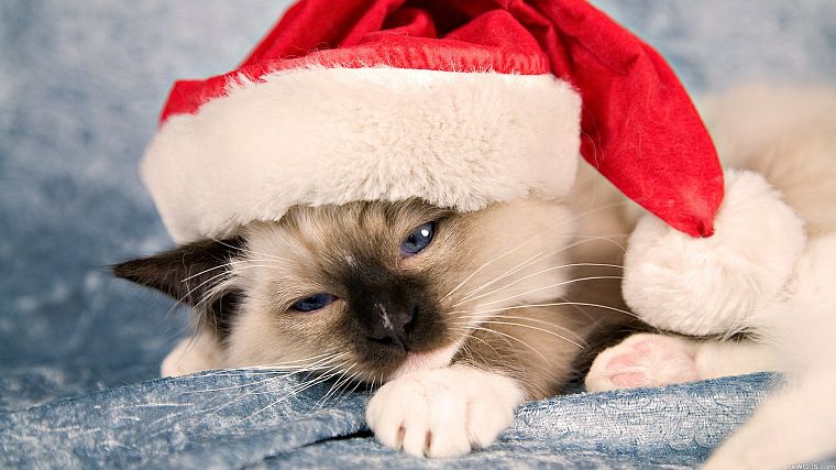 кошки, животные, Рождество шляпе - обои на рабочий стол