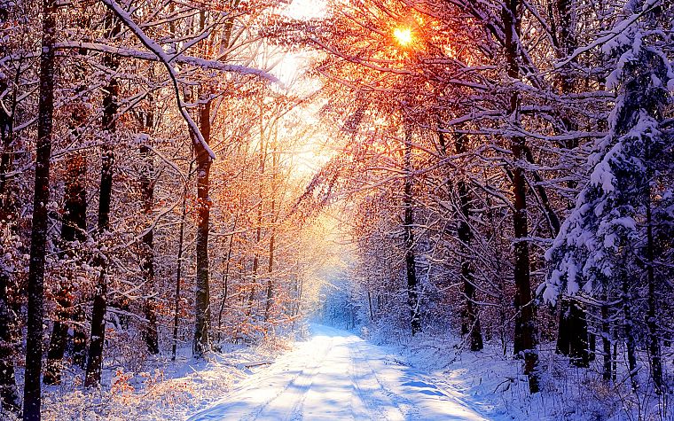 пейзажи, зима, снег, леса - обои на рабочий стол