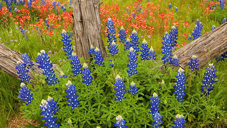 синий, страна, Техас, синие цветы, Bluebonnet - обои на рабочий стол